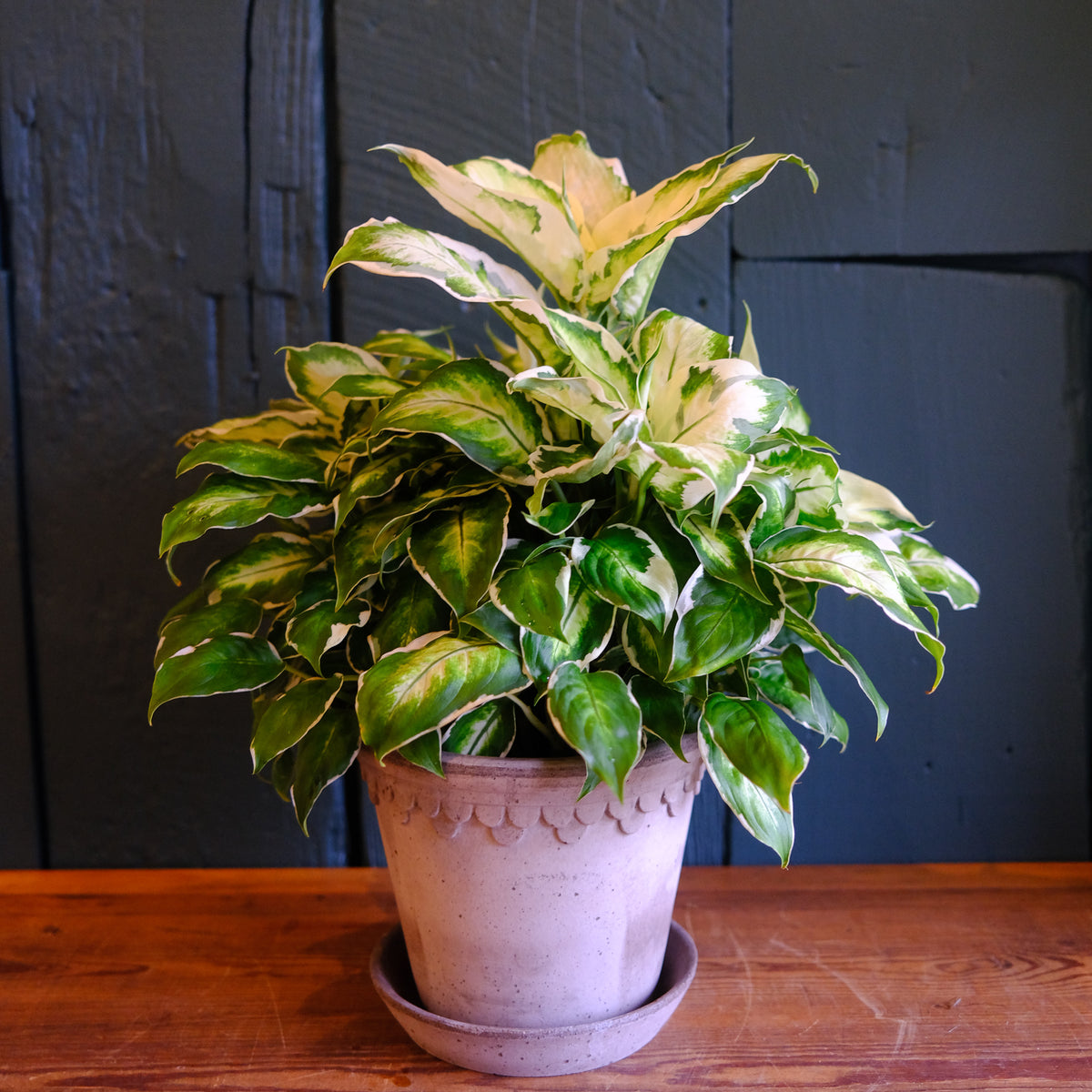 Dieffenbachia 'Cool Beauty' l Lexington, KY