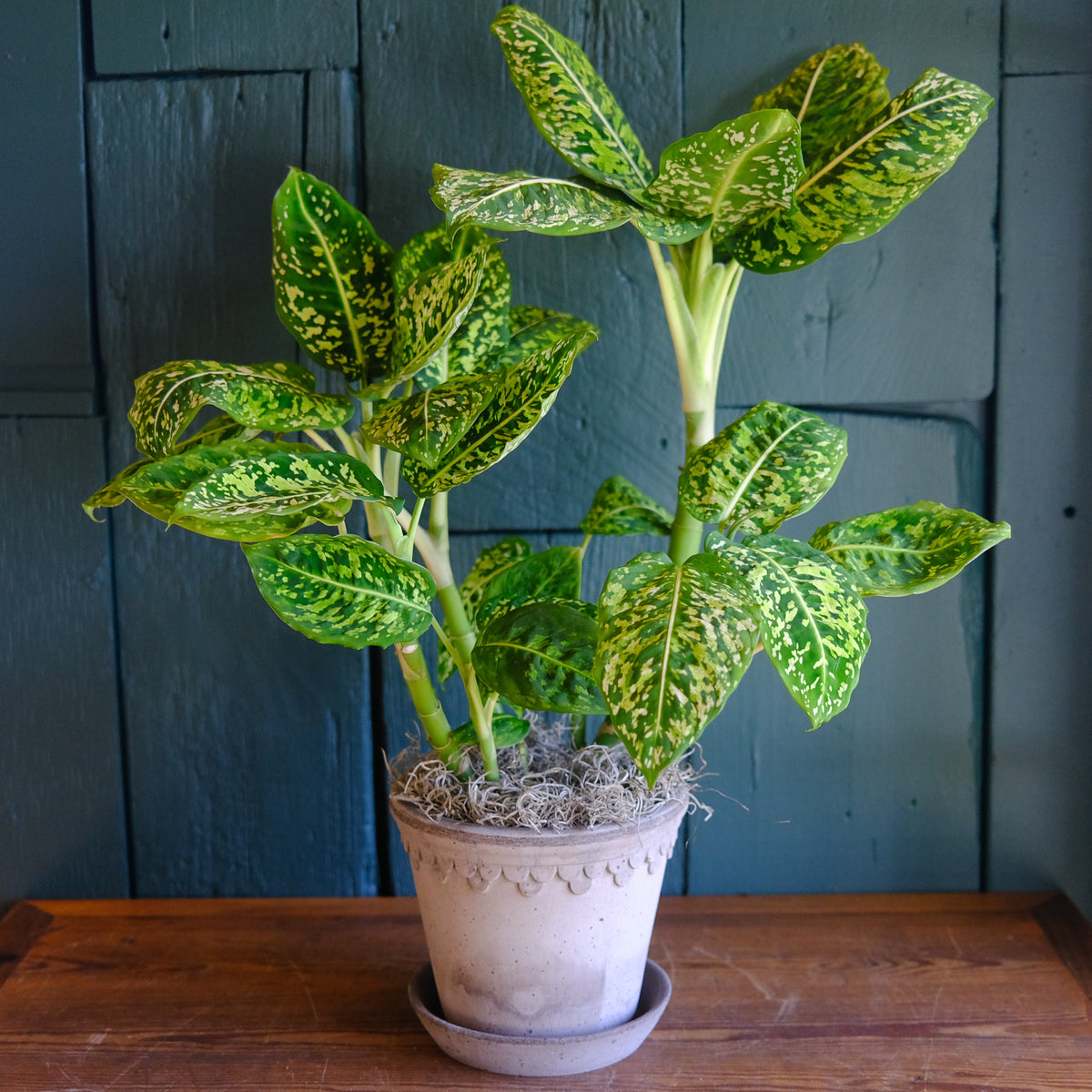 Dieffenbachia 'Reflector' l Lexington, KY