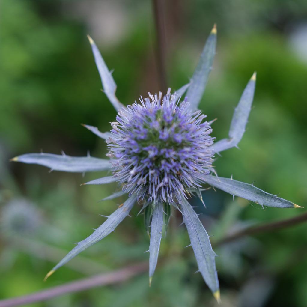 Eryngium planum Perennials in Lexington, KY Michler's Florist