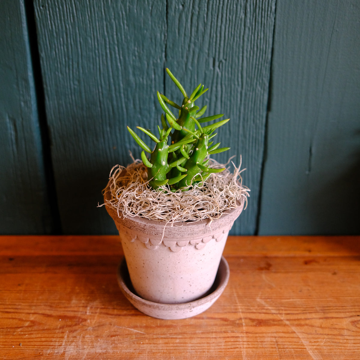 gumby succulent Gumby Cactus | Lexington, KY