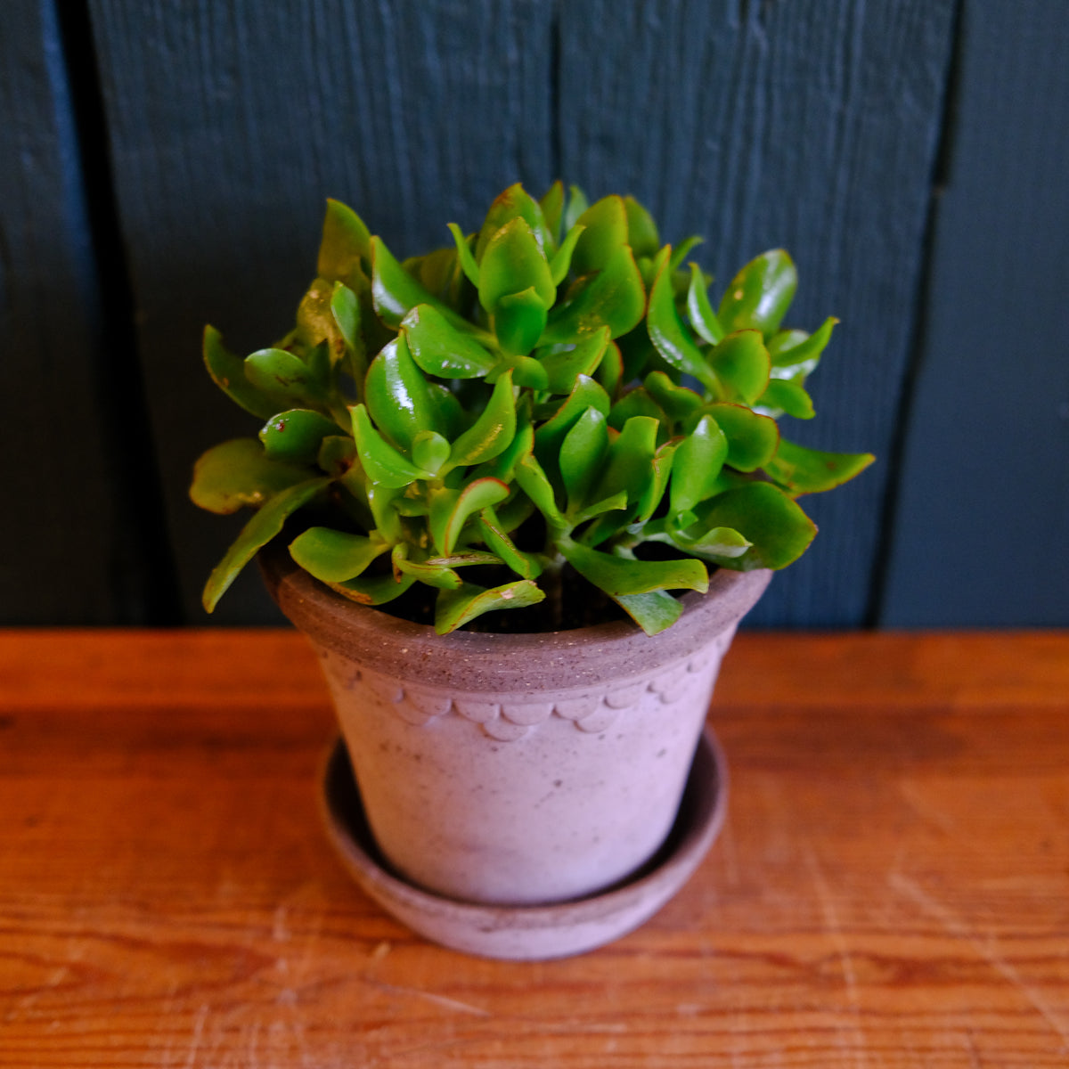 curly jade succulent Jade Curly | Lexington, KY