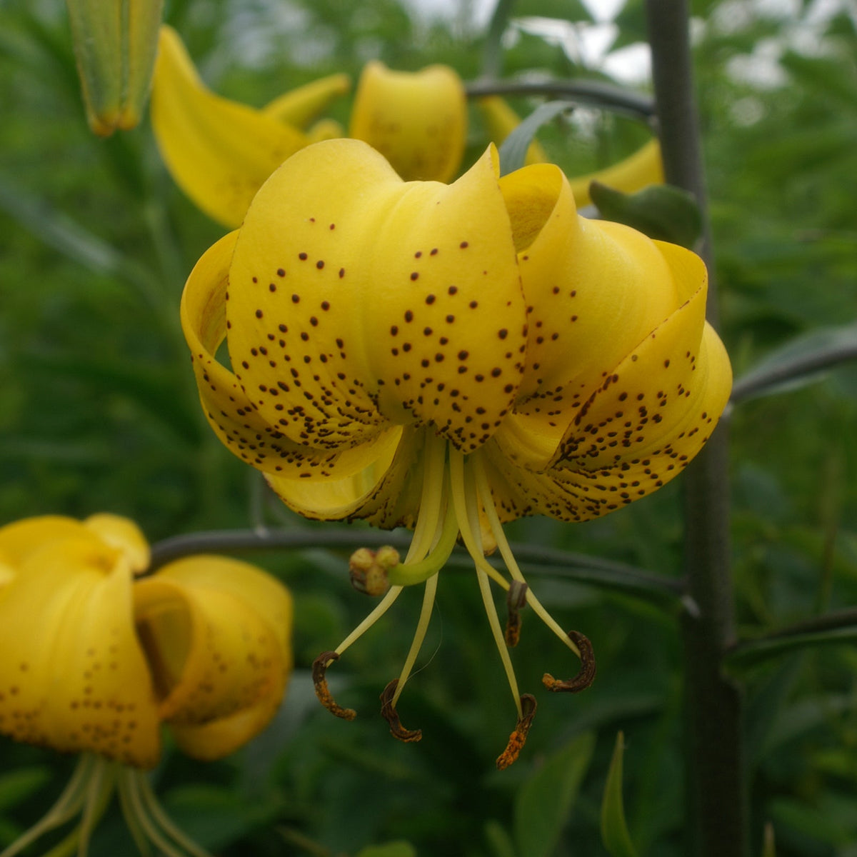 purple and yellow tiger lilies Lilium lancifolium 'Citronelle' (Yellow Tiger Lily) | Perennial in Lexington, KY