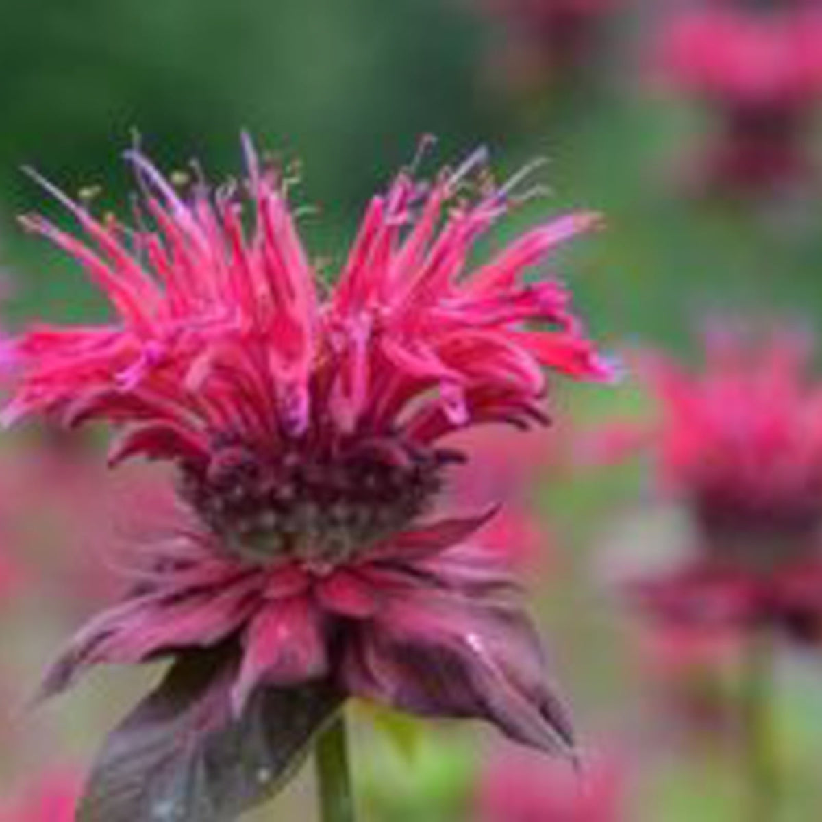 Monarda 'Judith's Fancy Fuchsia' (Beebalm) Perennial in Lexington, KY