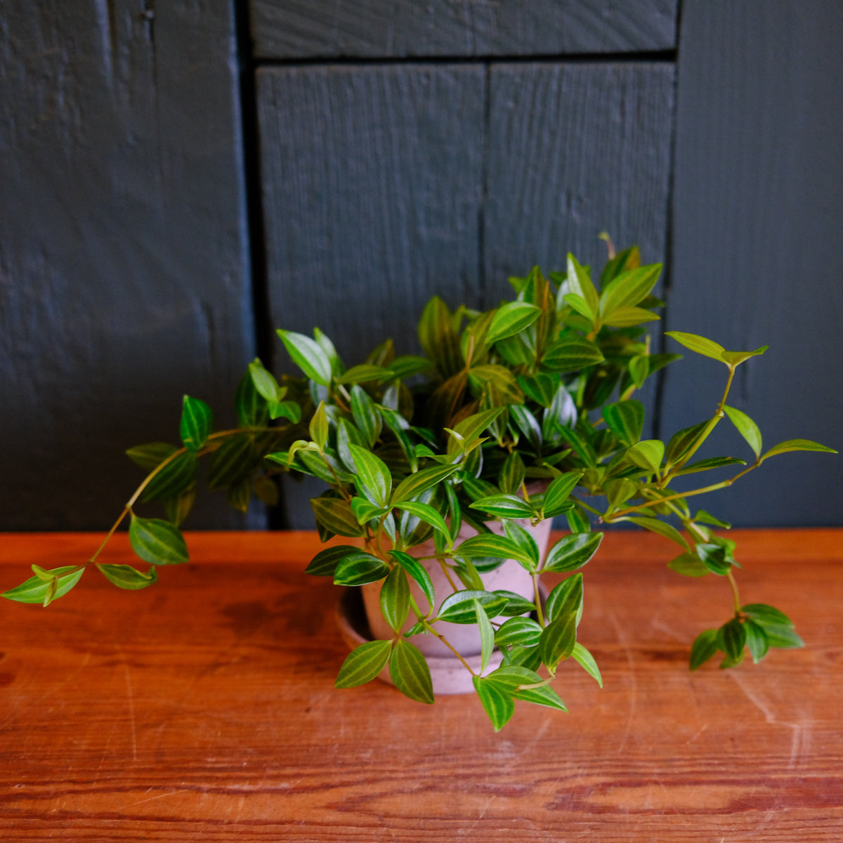 frog succulent Peperomia 'Funky Frog' | Lexington, KY
