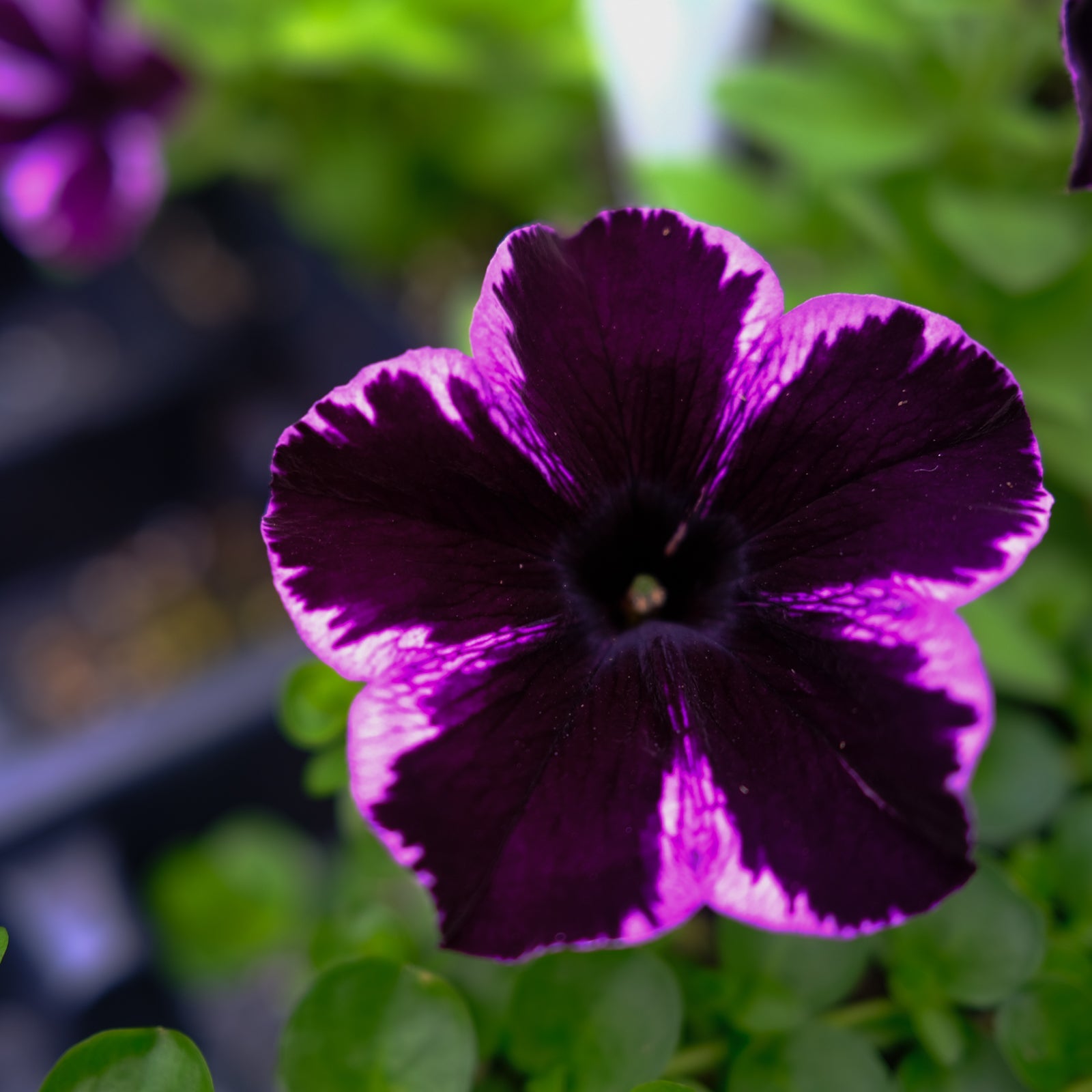 香水(男性用) PETUNIA Petunia 'Crazytunia Cosmic Violet' (Petunia) | Annual in Lexington