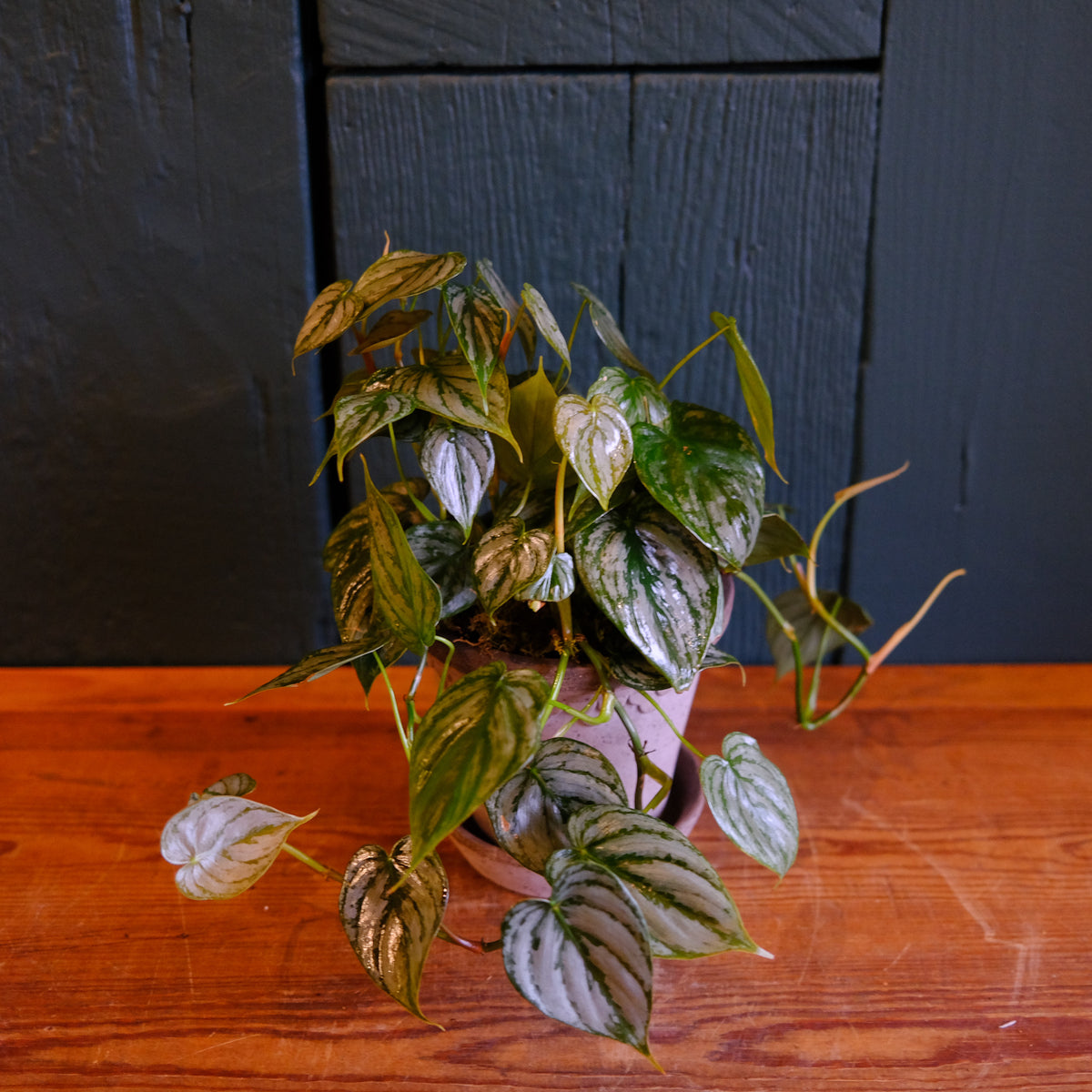 philodendron brandi distributor Philodendron brandi | Lexington, KY