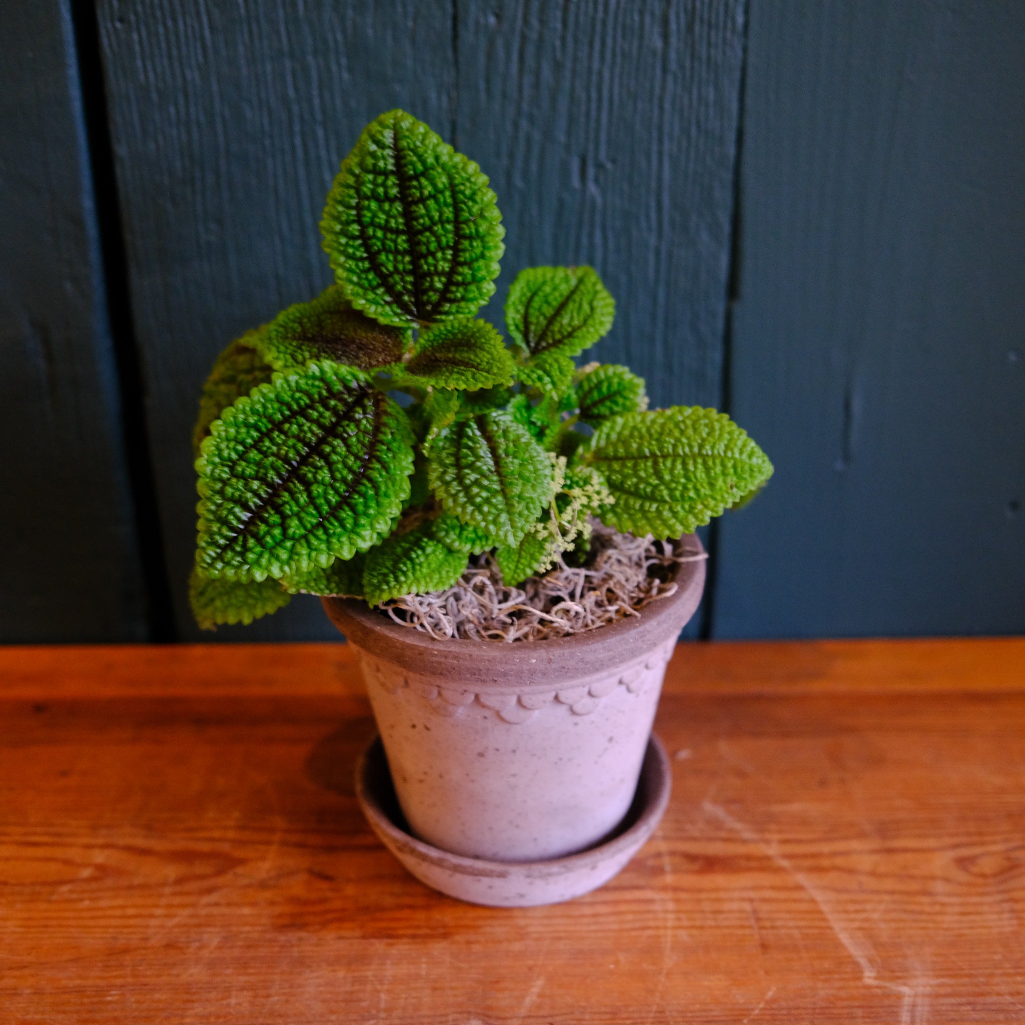 Pilea - Moon Valley | Lexington, KY | Michler's Florist
