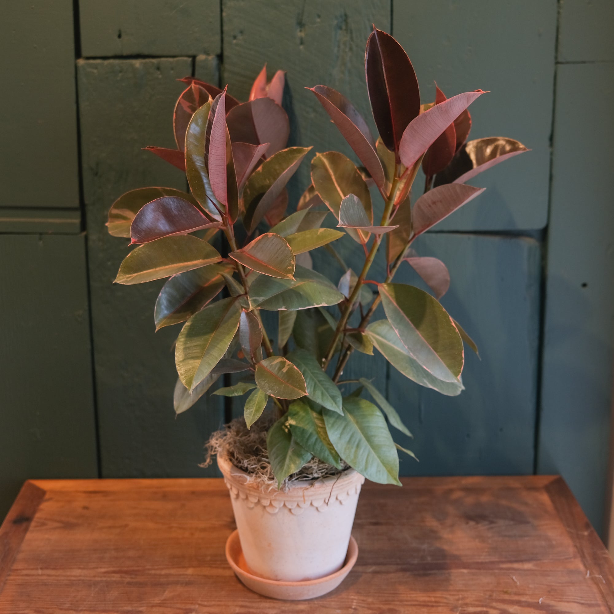 Ruby_ficus_10.21.jpg?crop=