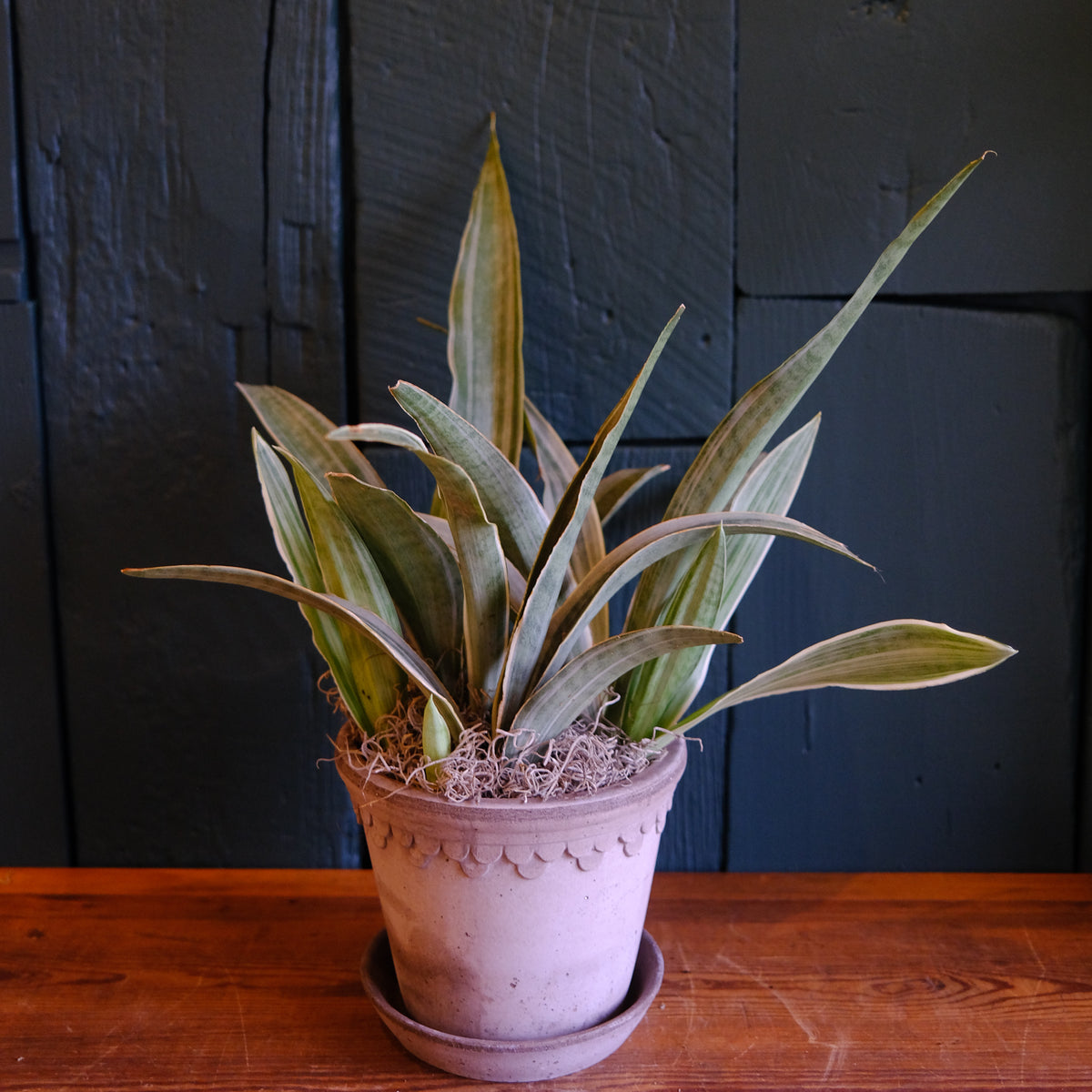 bantel's sensation snake plant for sale Sansevieria - Bantel's Sensation | Lexington, KY
