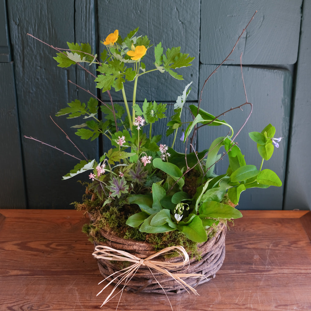 Basket of woodland wildflower plants, such as woodland poppies, Virginia bluebells, foamflower, and shooting stars.