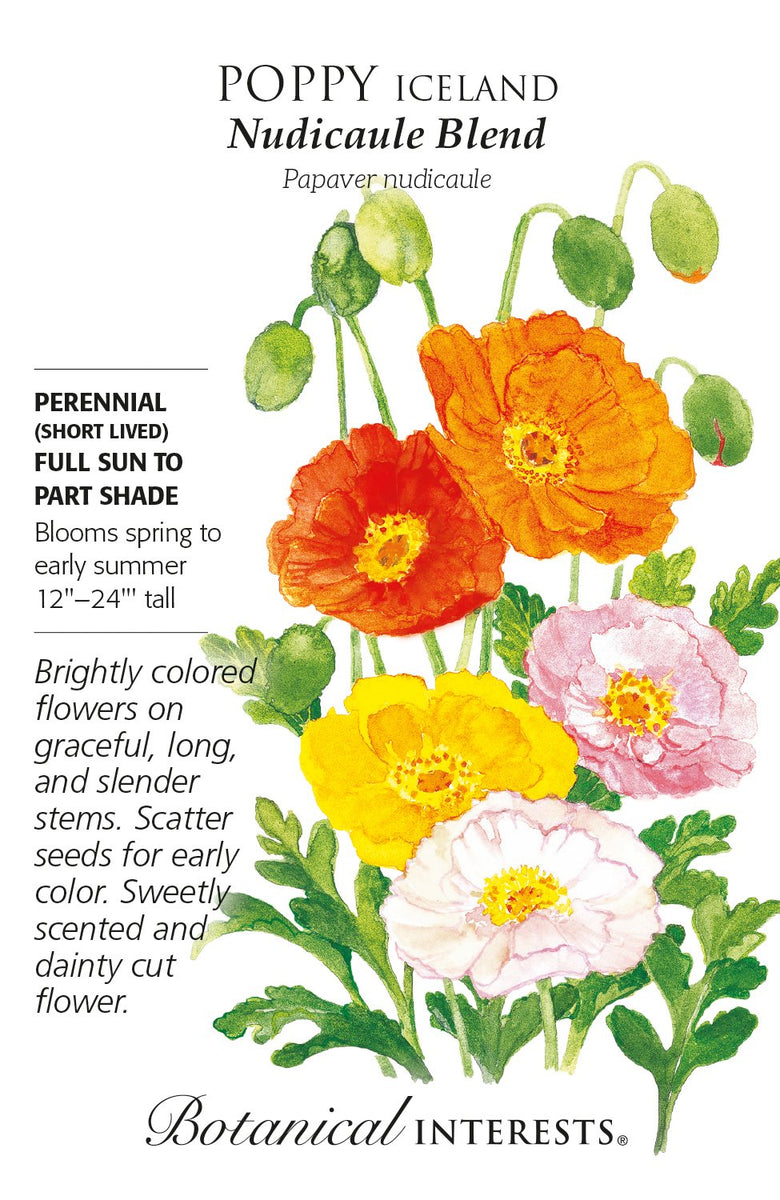 Poppy Iceland Nudicaule Blend | Seeds in Lexington, KY