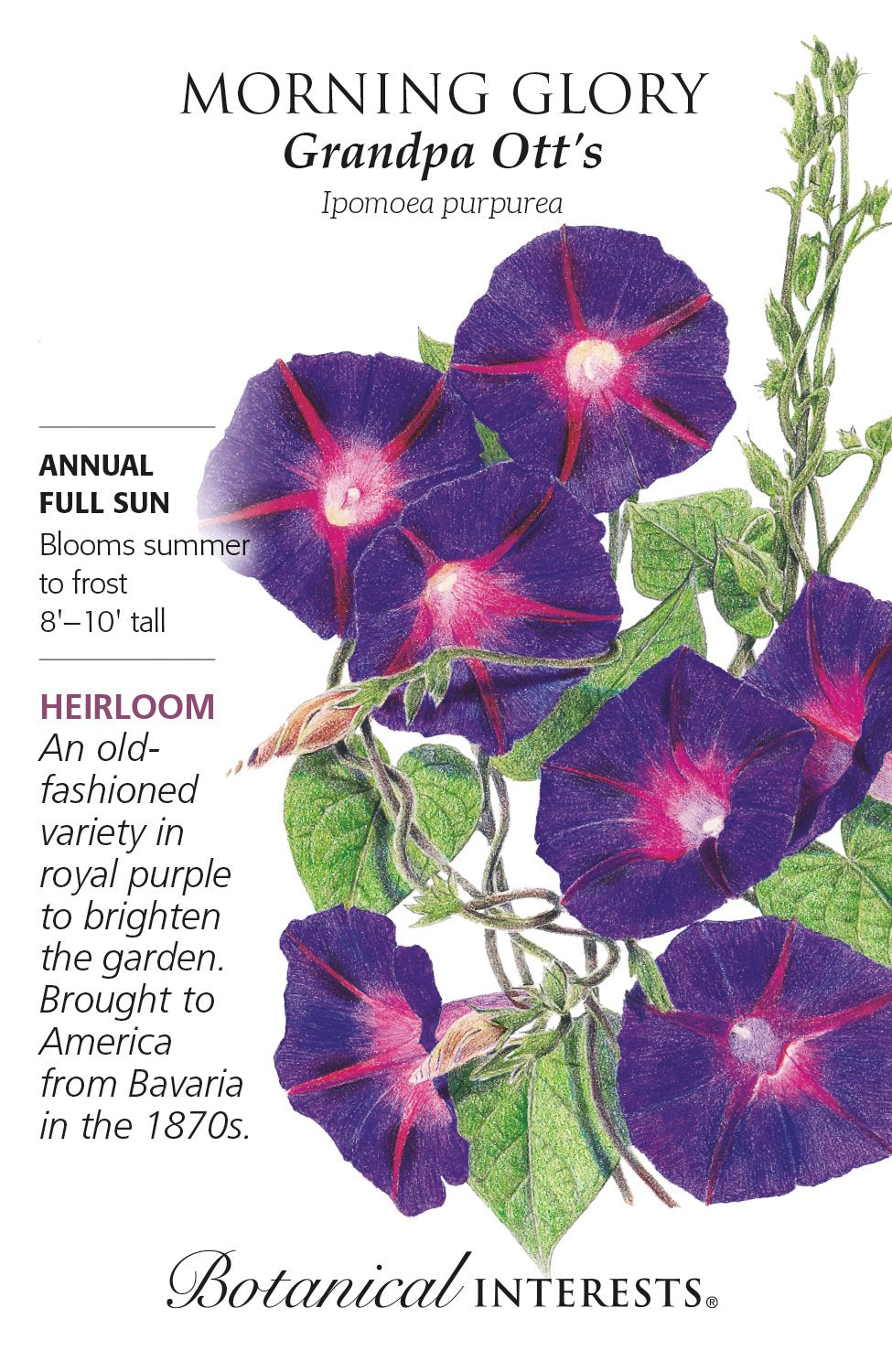 Morning Glory Grandpa Otts | Seeds in Lexington, KY