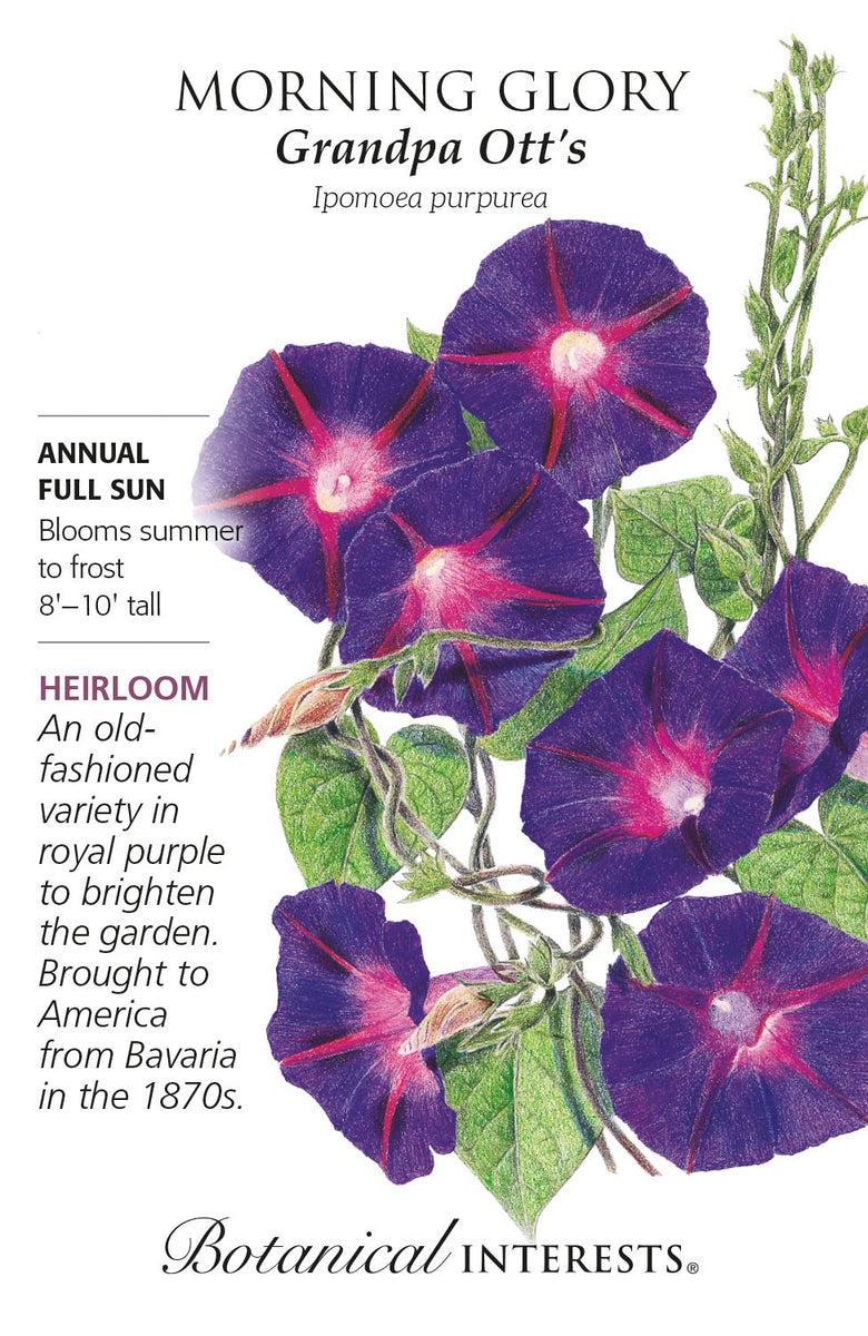 morning glory seeds psychonaut Morning Glory Grandpa Otts | Seeds in Lexington, KY