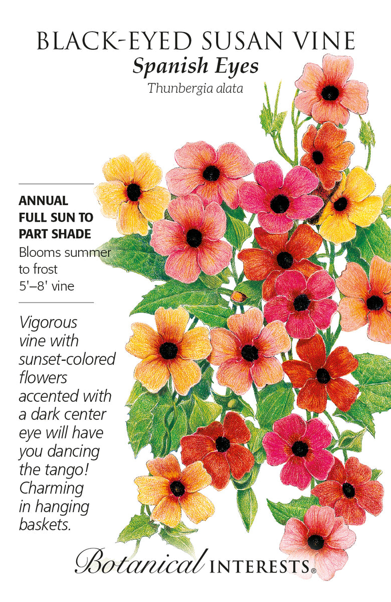 planting black eyed susan vine seeds Black-Eyed Susan Vine Spanish Eyes | Lexington, KY