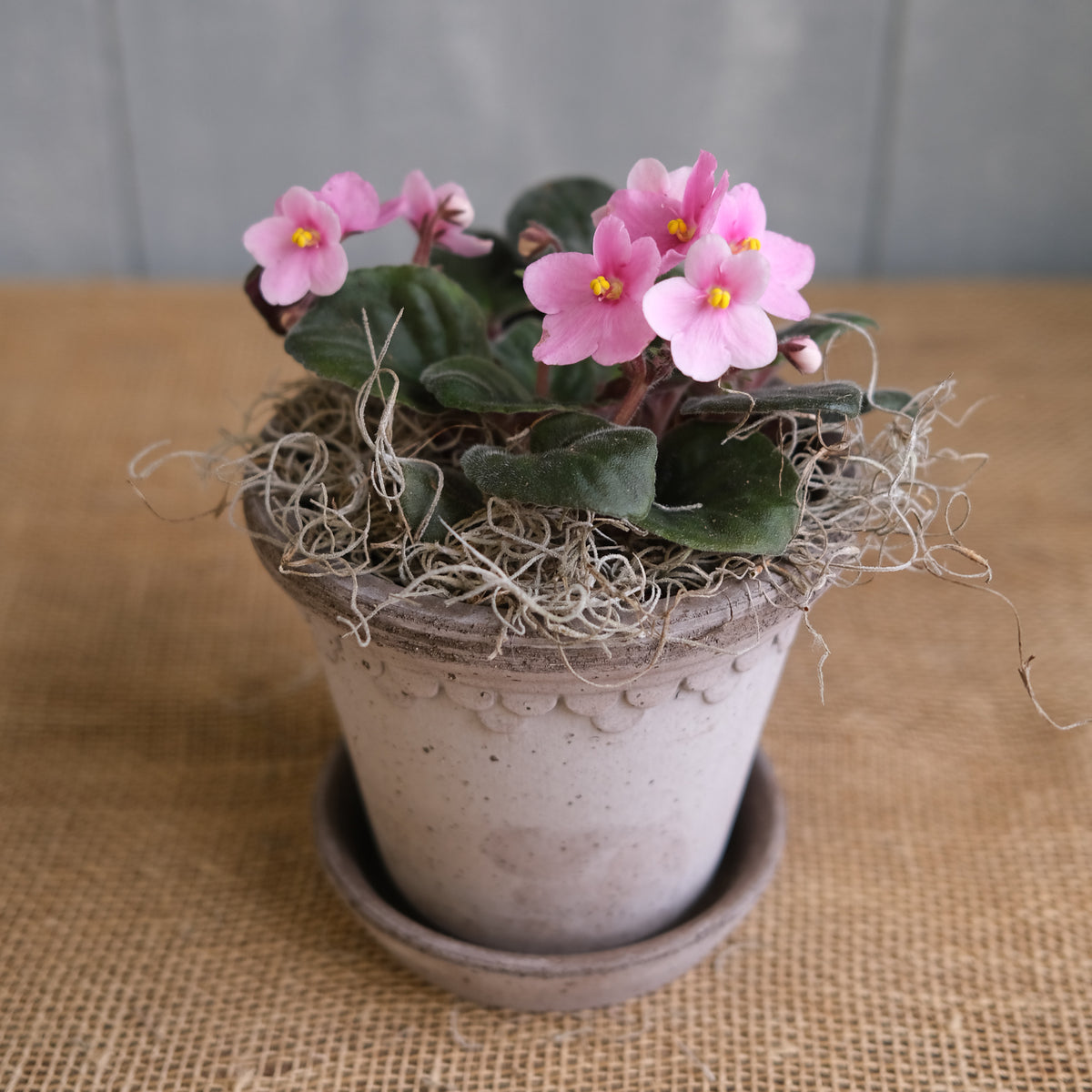 african violet succulent African Violet l Lexington, KY