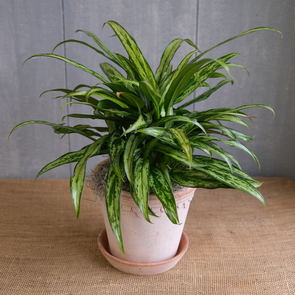 chinese evergreen hanging plant Chinese Evergreen Plant | Lexington, KY