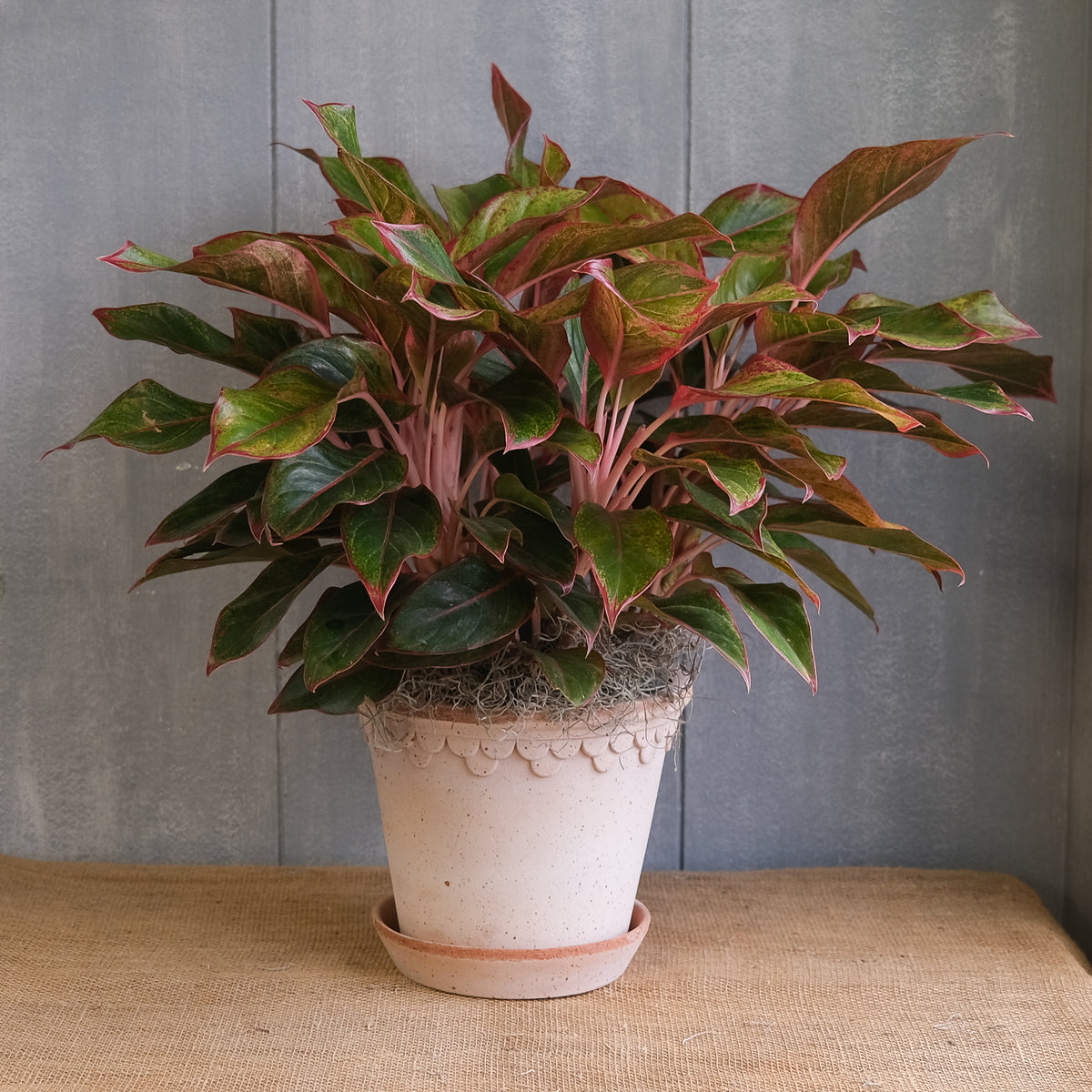 Red Aglaonema l Michler's Florist l Lexington KY