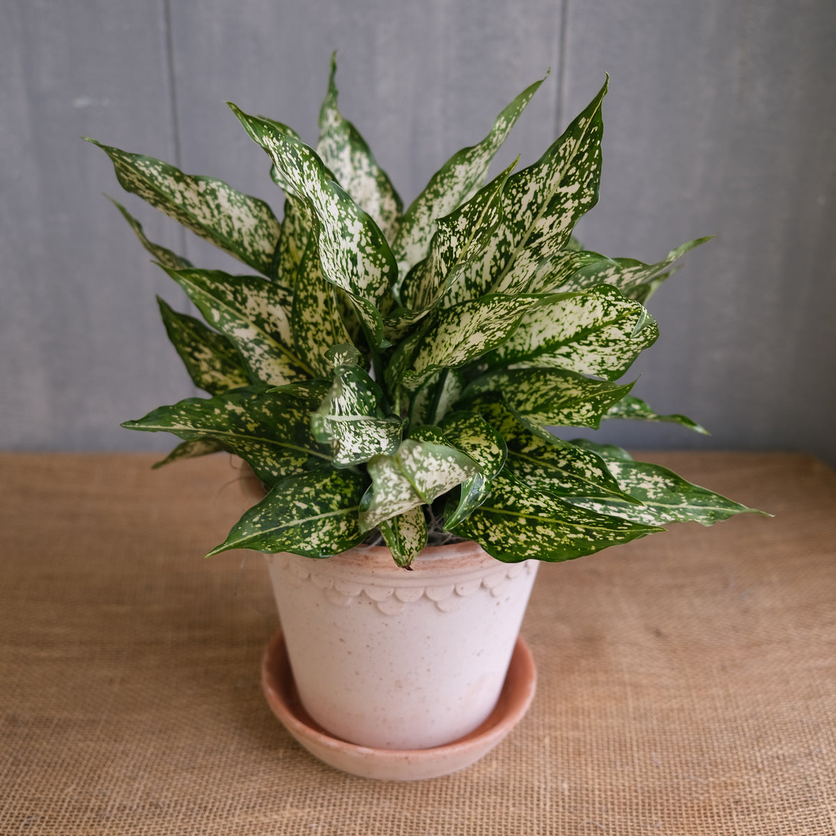 aglaonema odrzavanje Aglaonema 'Spring Snow' | Houseplant in Lexington, KY