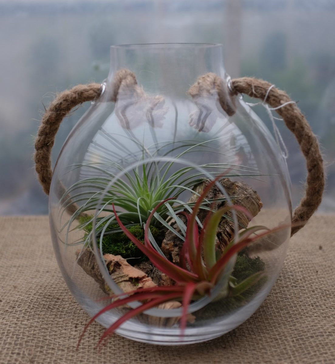 paradise air plants dunnellon fl Air Plant Paradise Terrarium | Lexington, KY