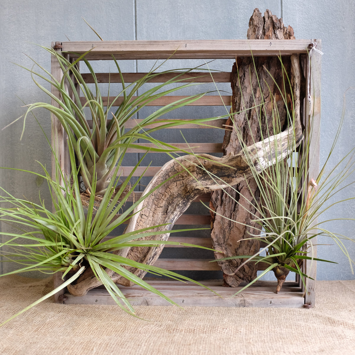 driftwood with air plants Air Plants and Driftwood Crate | Michler's Florist