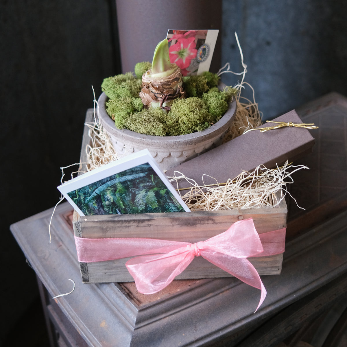 Amaryllis Gift Box Lexington, KY Michler's Florist & Greenhouses