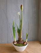 bulb planter featuring paperwhite and amaryllis blooms