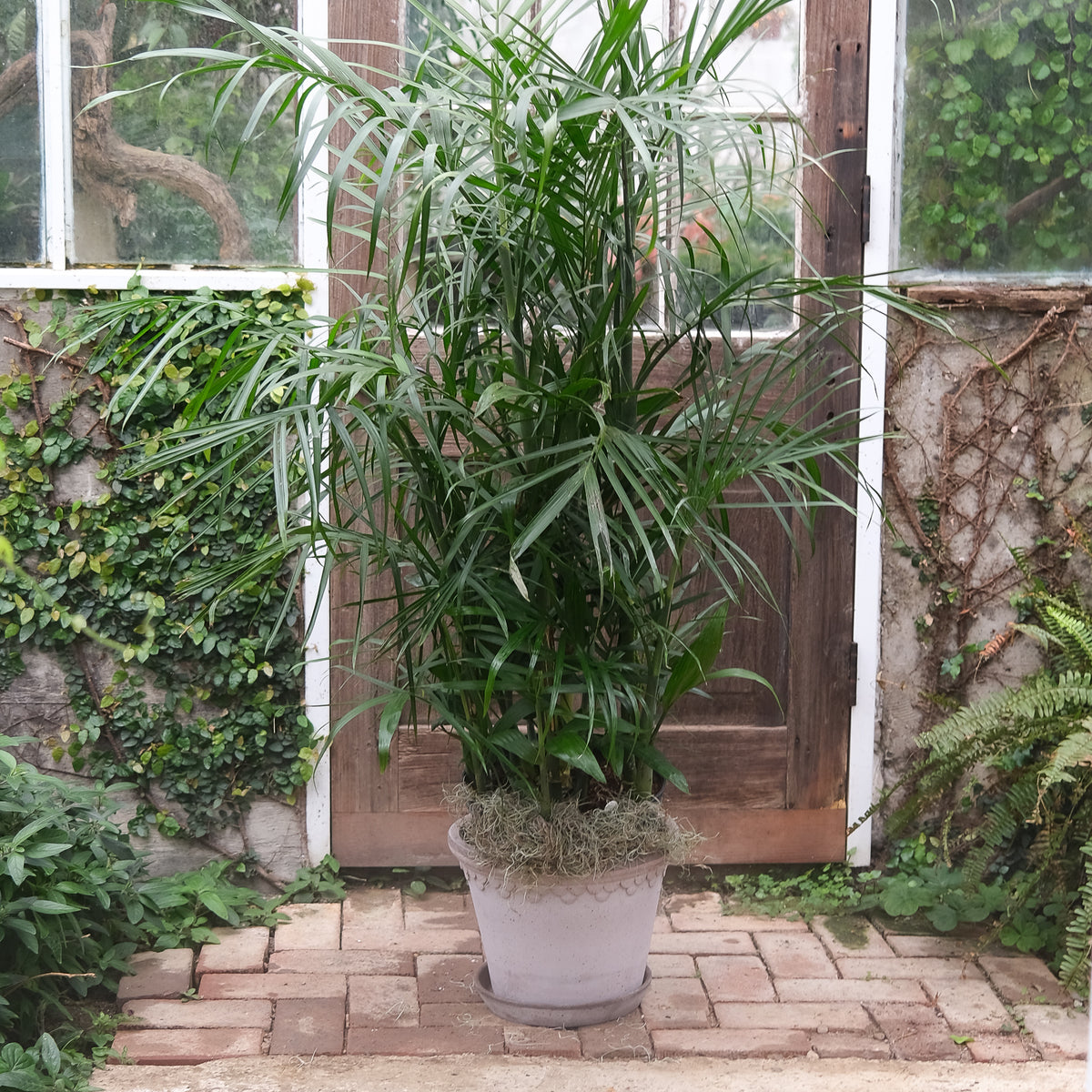 bamboo palm plant near me Bamboo Palm | Lexington, KY