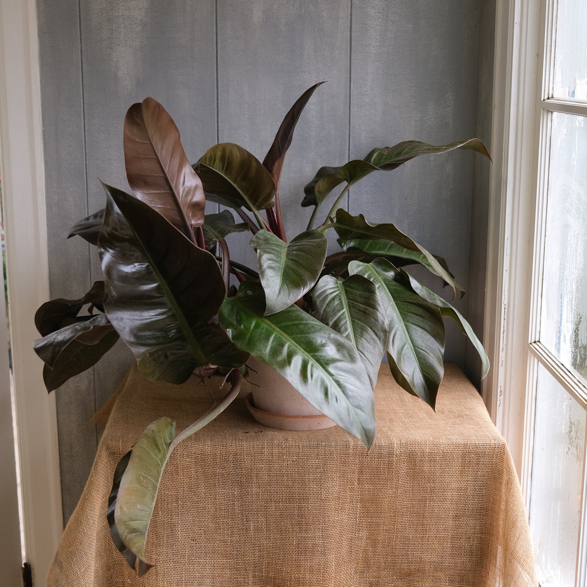 philodendron black cardinal soil Philodendron 'Black Cardinal' | Lexington, KY