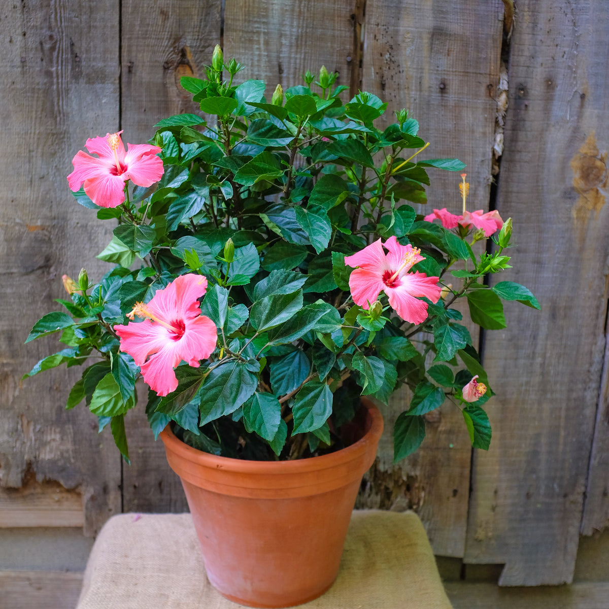 planting hibiscus in pot Blooming Tropical Hibiscus Plant l Michlers Florist l Lexinton KY