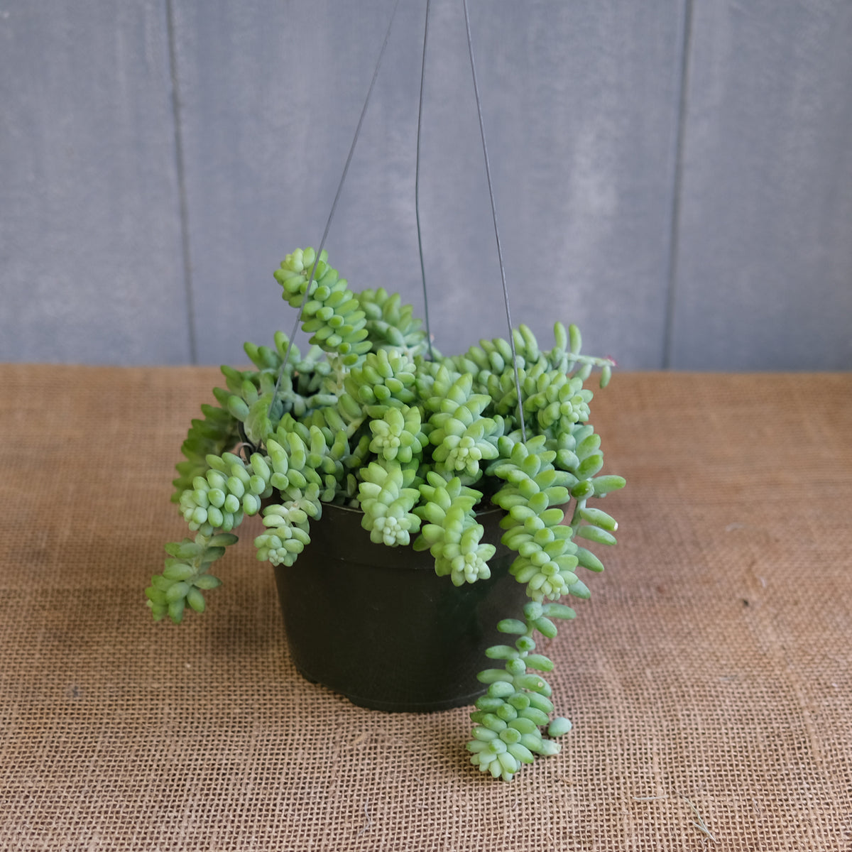 where to buy burro's tail succulent Burros Tail l Sedum morganianum l Lexington, KY