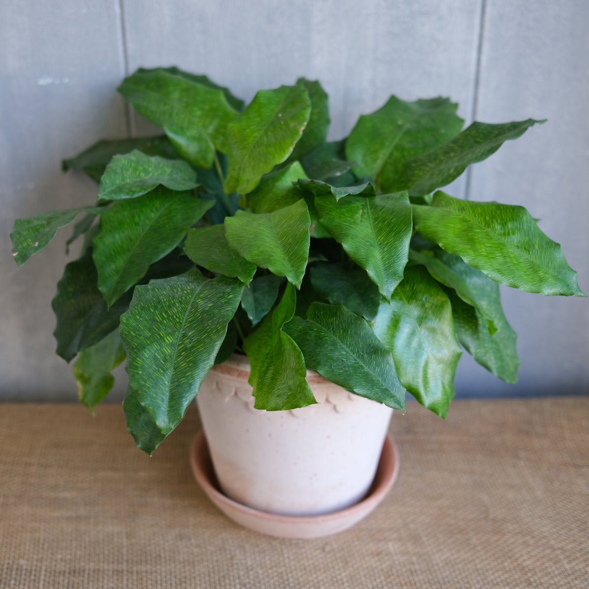 Calathea 'Network' | Lexington, KY