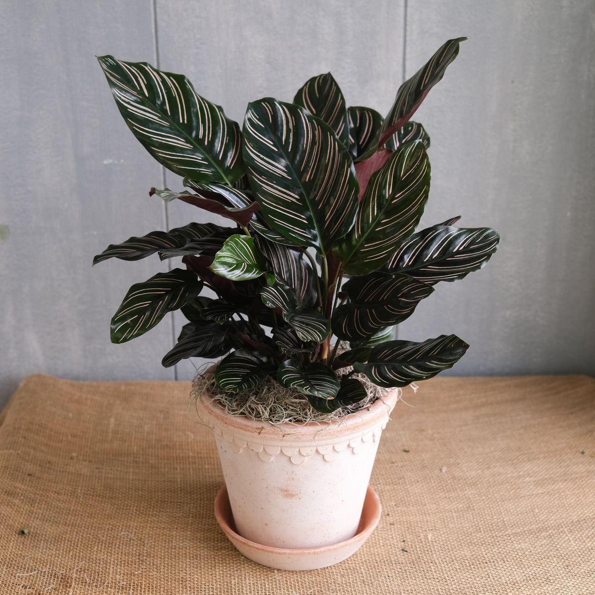 Calathea 'Pinstripe' | Lexington, KY