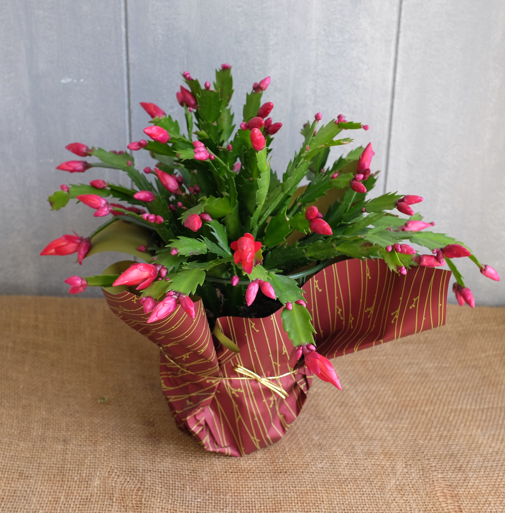 Christmas cactus plant