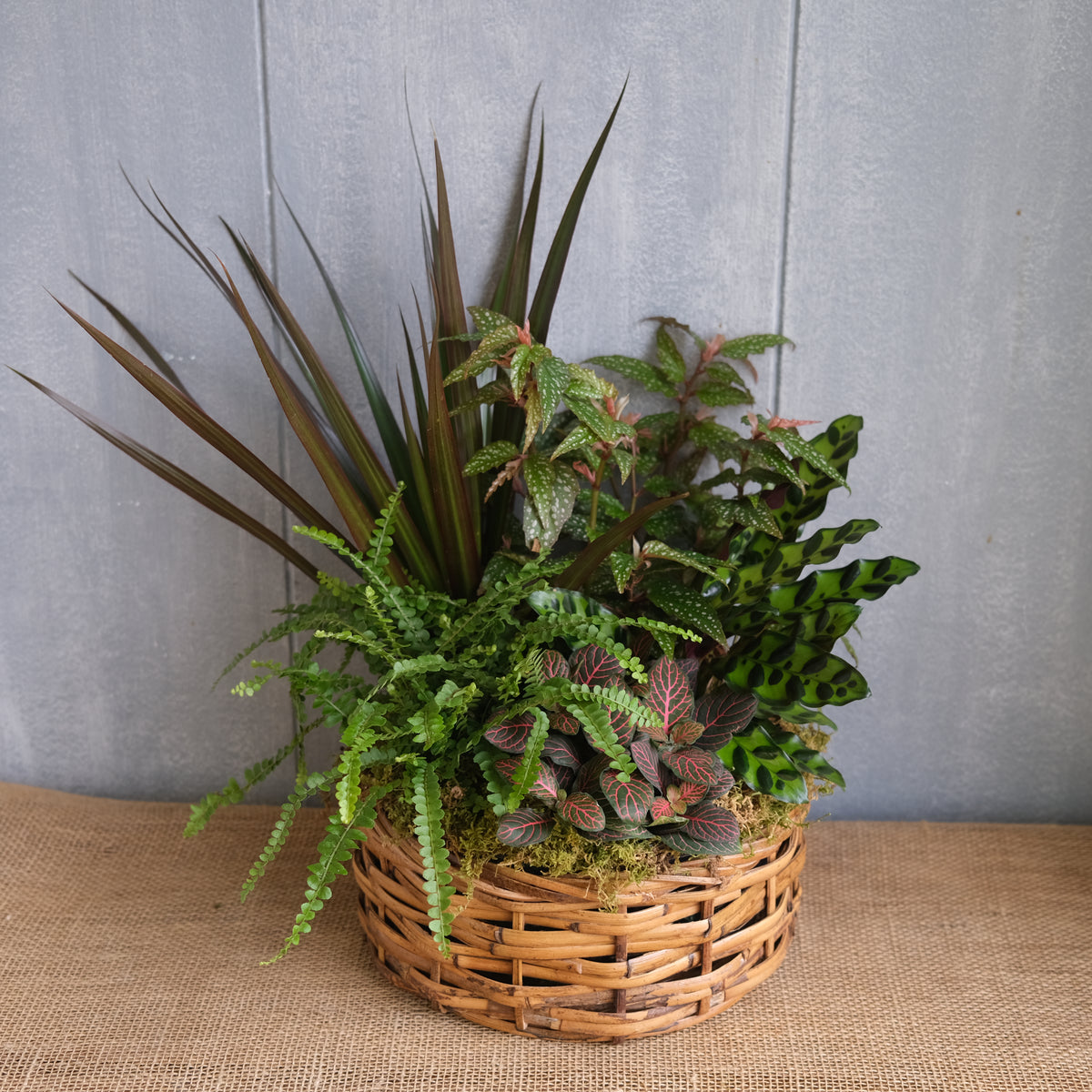 Covedale Houseplant Basket delivered in Lexington, KY Michler's