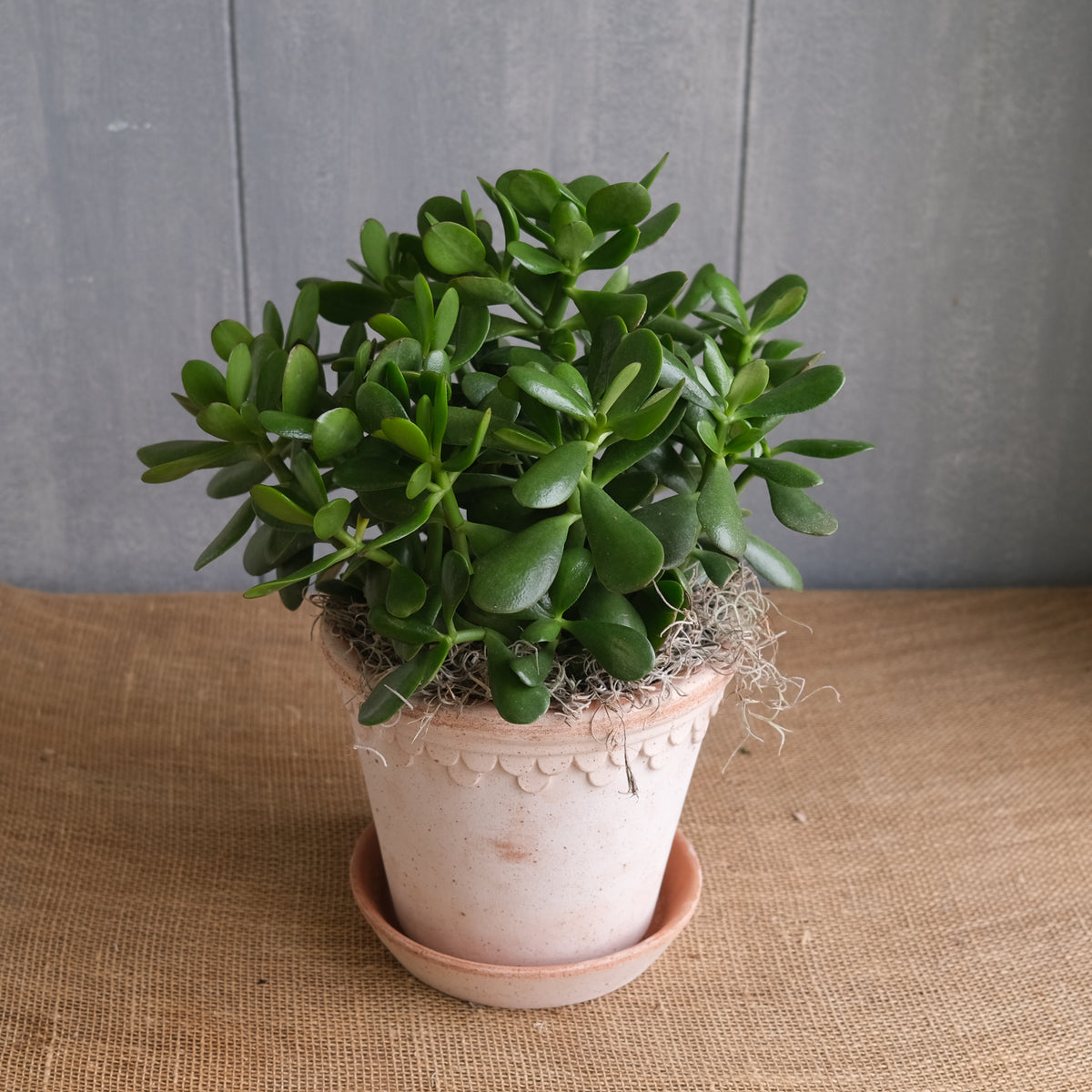 Crassula ovata, Jade | Lexington, KY