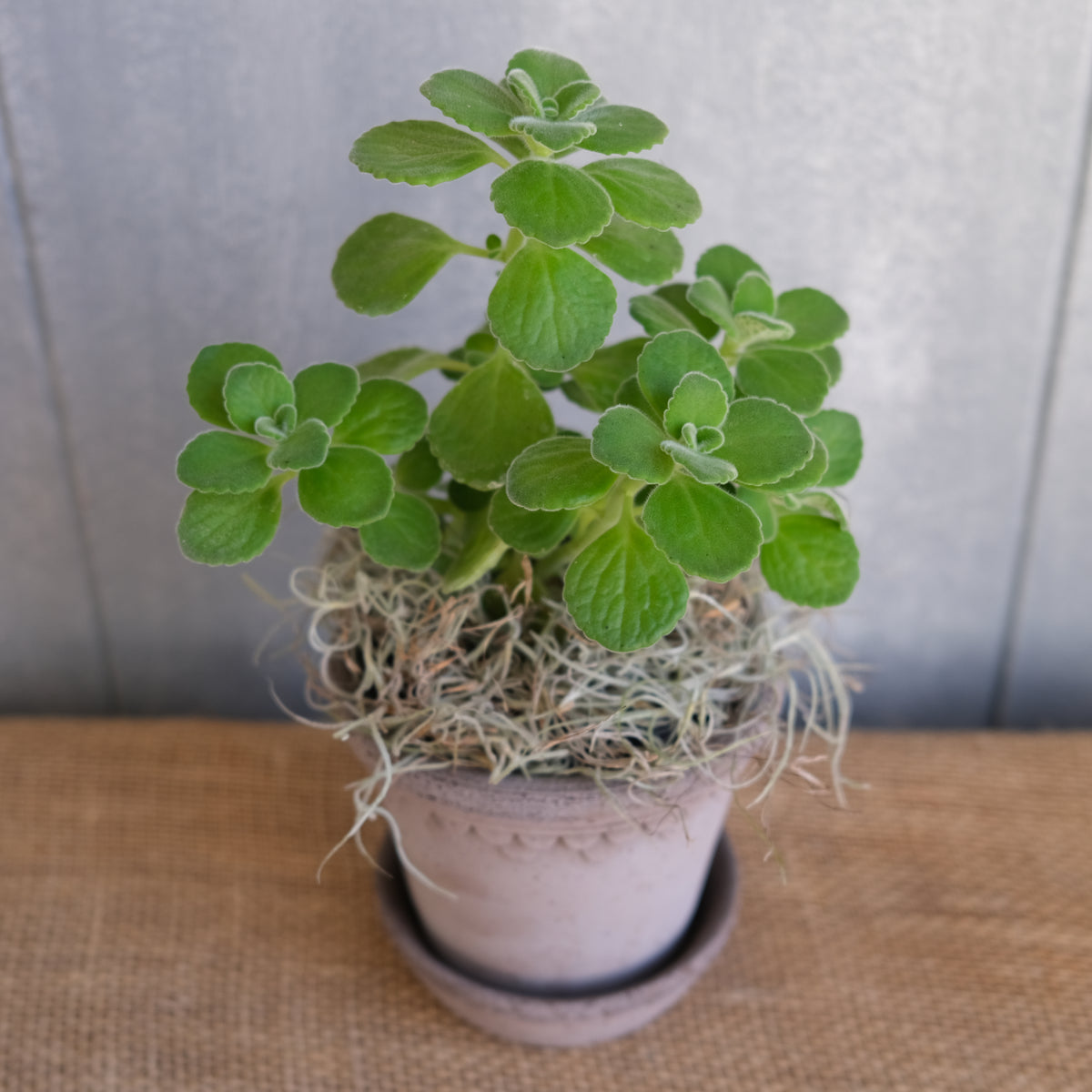 cuban oregano succulent Cuban Oregano l Lexington, KY