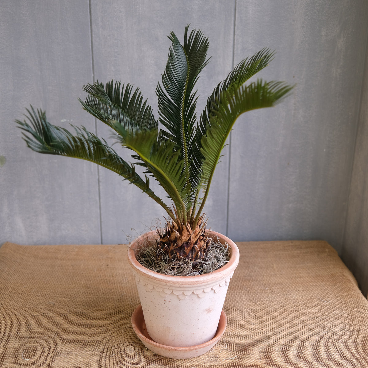 cycad indoor plant Cycad | Lexington, KY