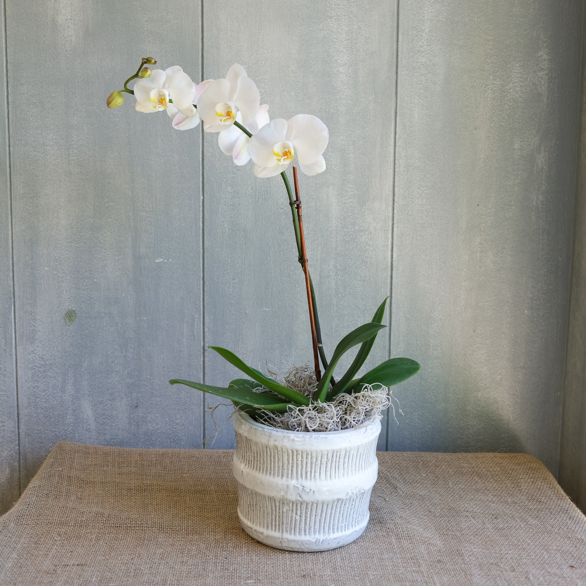 Orchids in Lexington, KY Florist in Lexington, KY Michler's