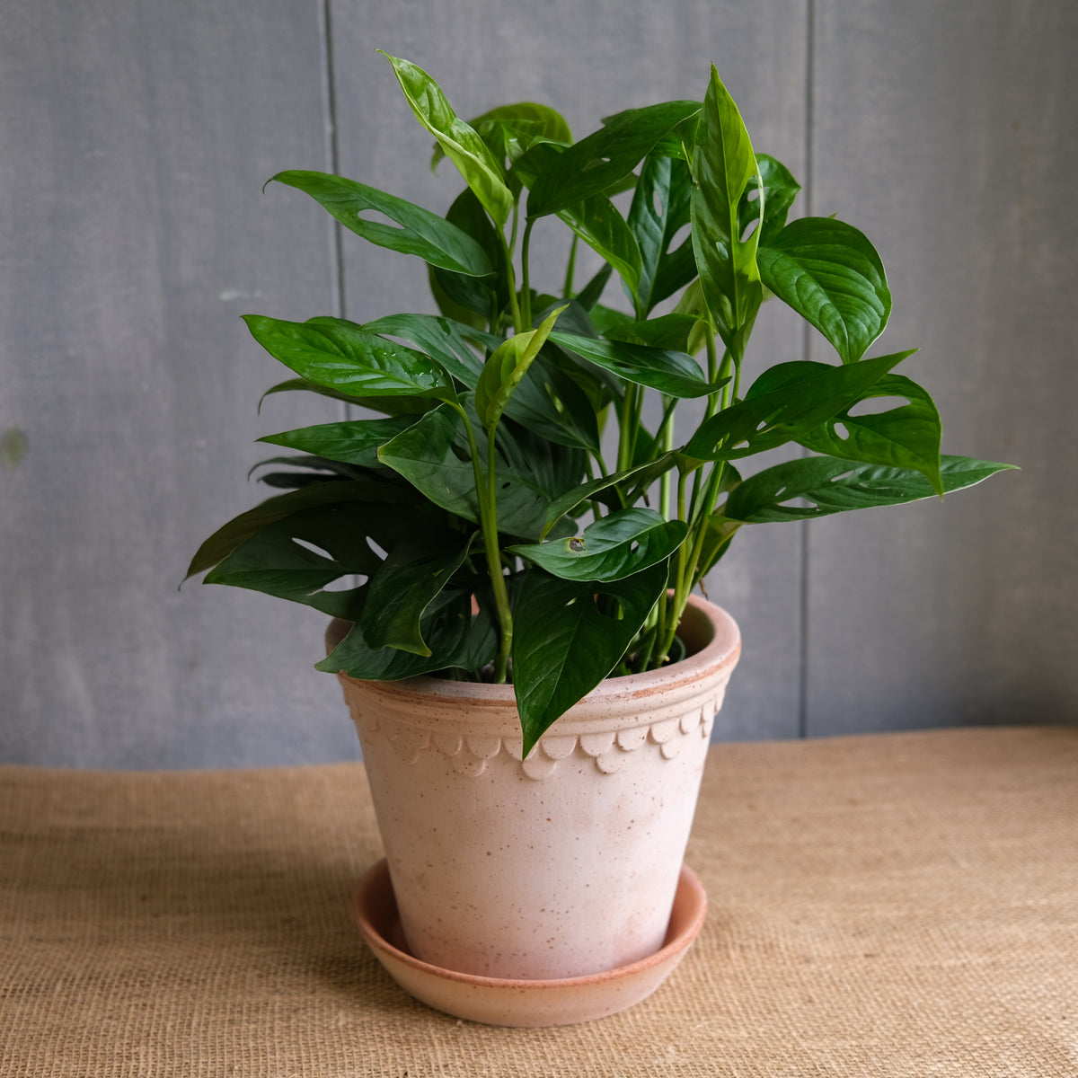 monstera wciornastek Monstera adansonii, Swiss Cheese Vine | Lexington, KY