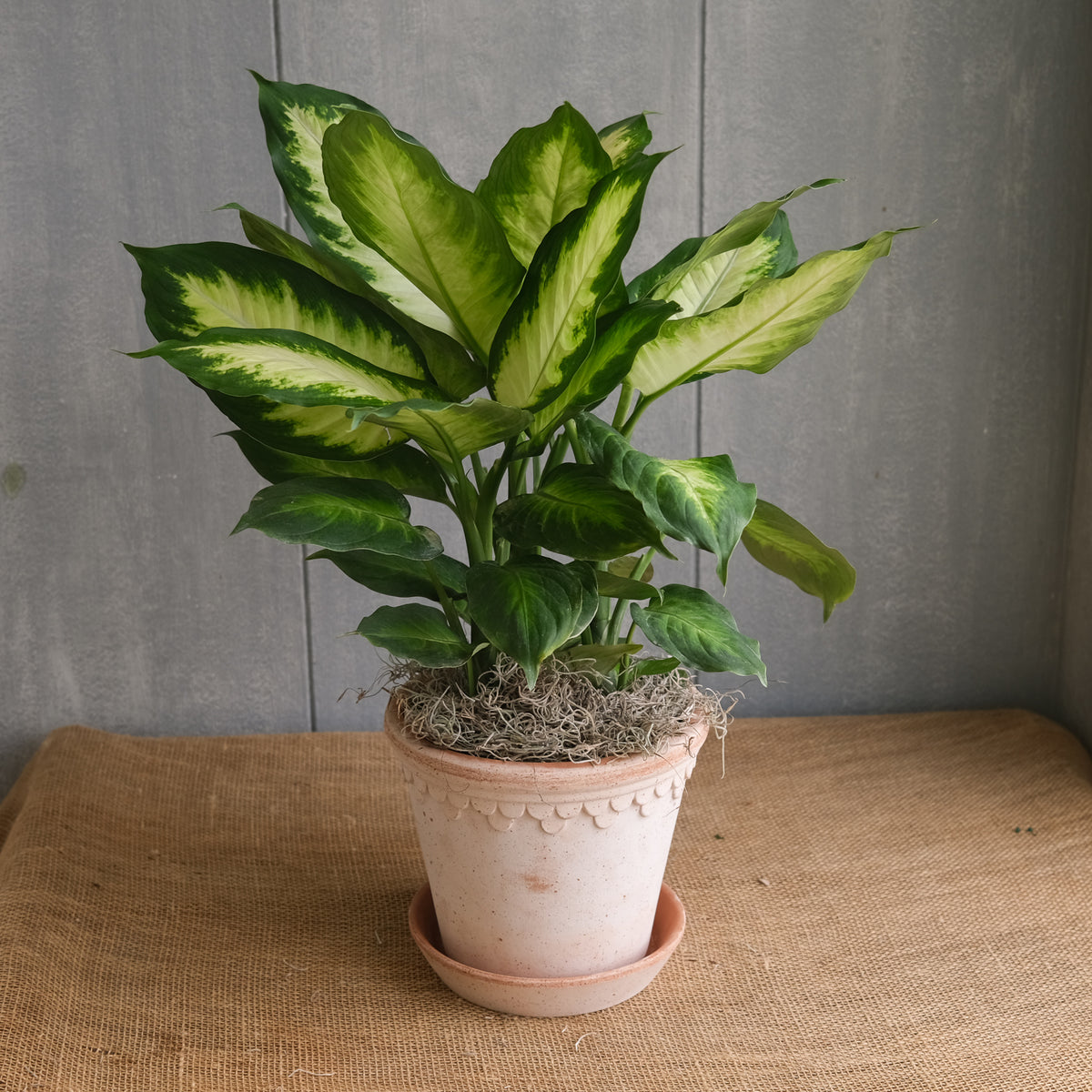 Dieffenbachia "Dumb Cane" l Lexington, KY | Michler's Florist  Michler's  Florist, Greenhouses & Garden Design