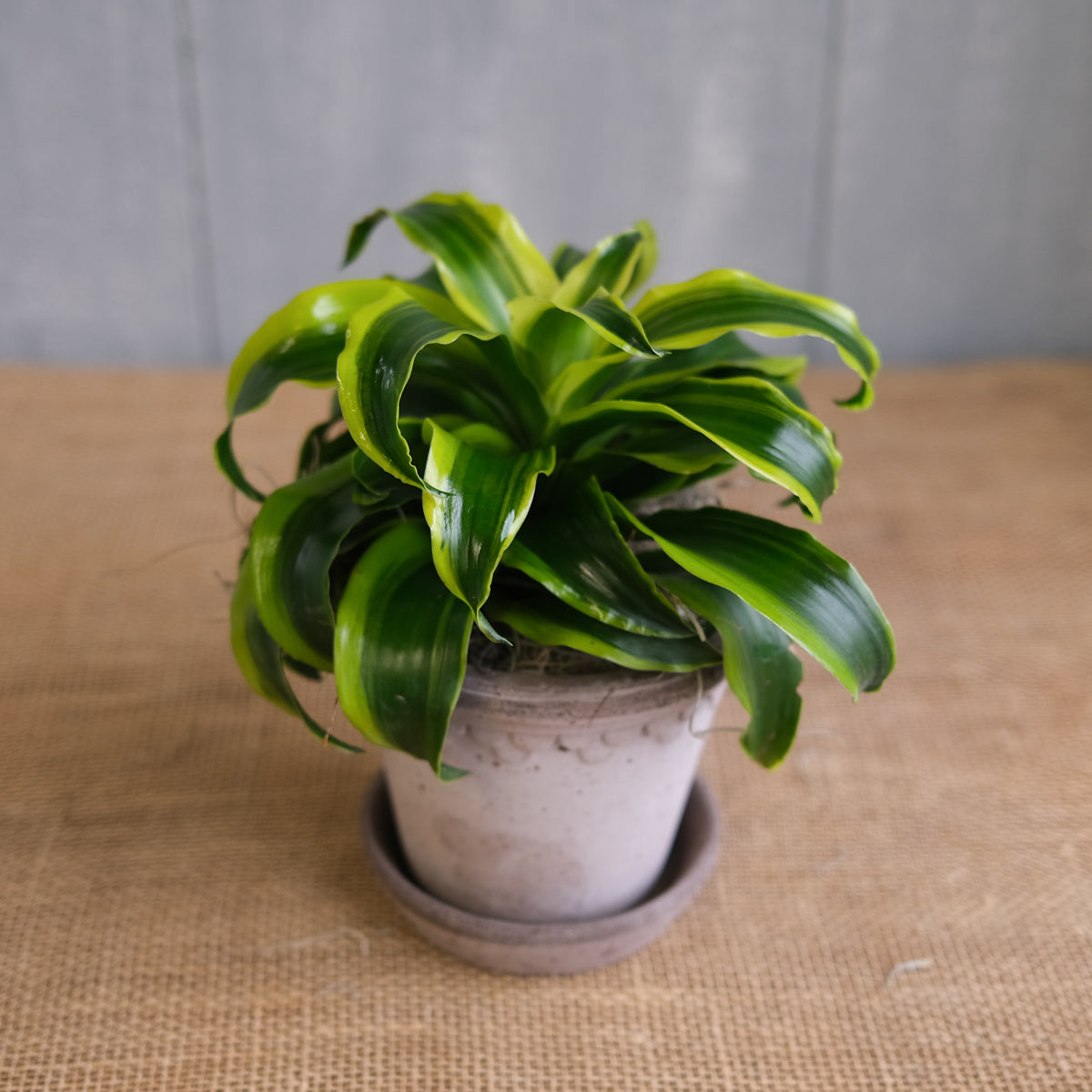 Dracaena fragrans 'Twister' l Lexington, KY l Michler's Florist – Michler's  Florist, Greenhouses & Garden Design