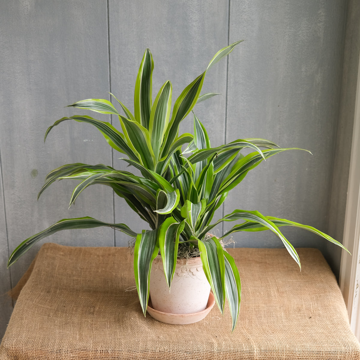 Dracaena deremensis l Lexington, KY l Michler's Florist – Michler's  Florist, Greenhouses & Garden Design