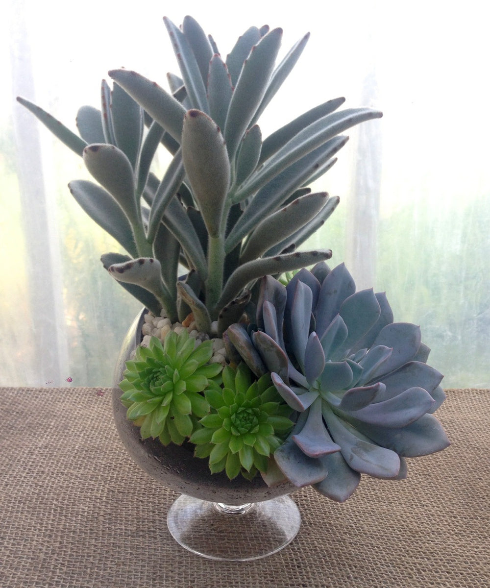 succulents lexington ky Dudley: Succulents Planter in Lexington, KY