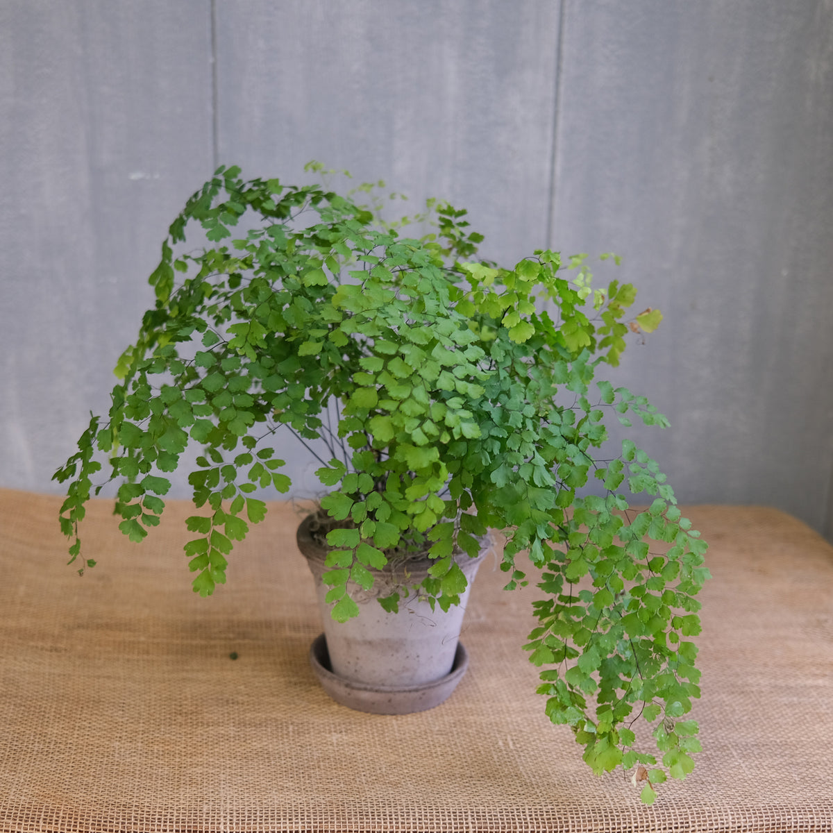 maidenhair fern indoor plants Maidenhair Fern | Lexington, KY