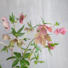 Blooming Helleborus l Michler Florist l Lexington KY