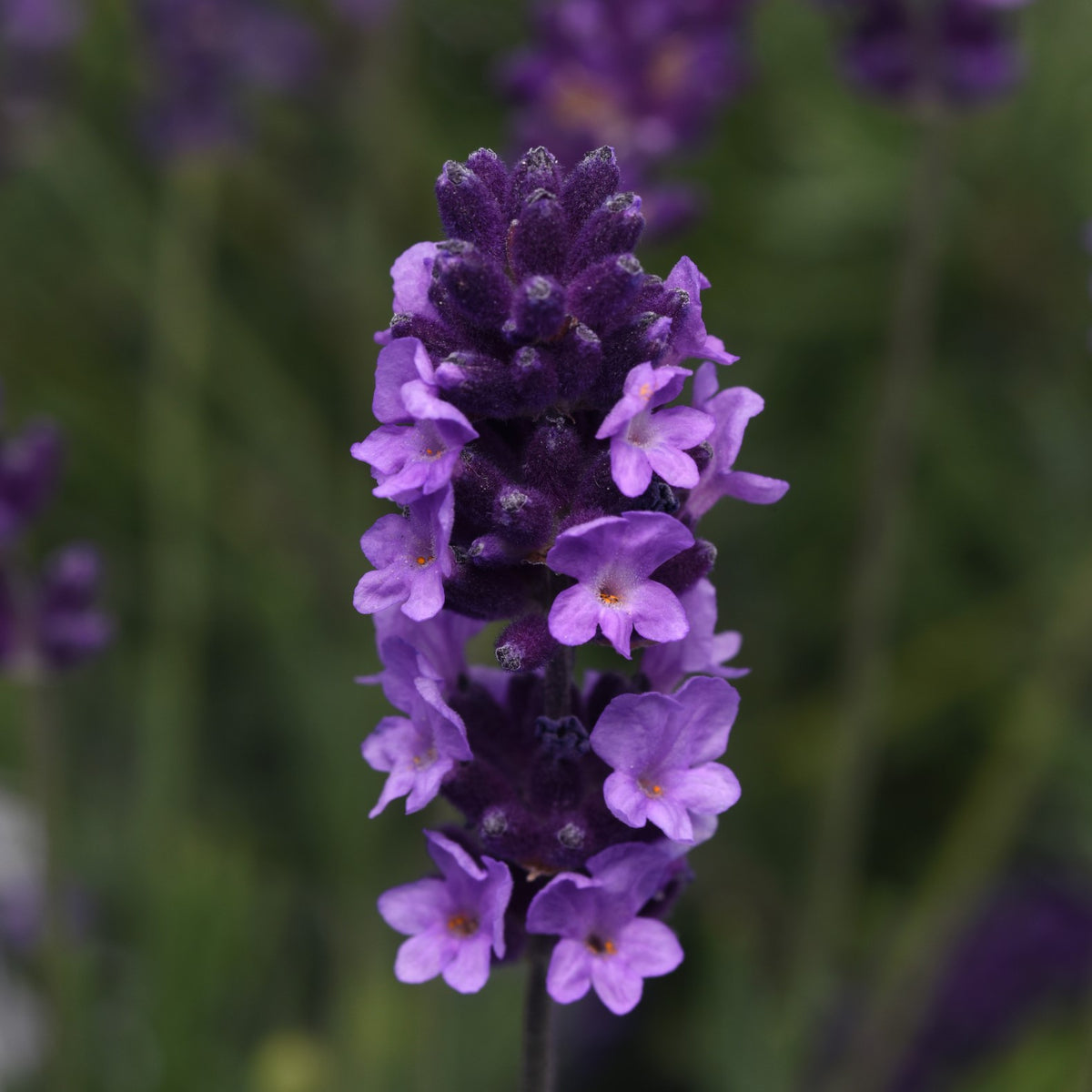blue english lavender plant Lavandula angustifolia 'Avignon Early Blue' (English Lavender) – Michler's Florist, Greenhouses & Garden Design