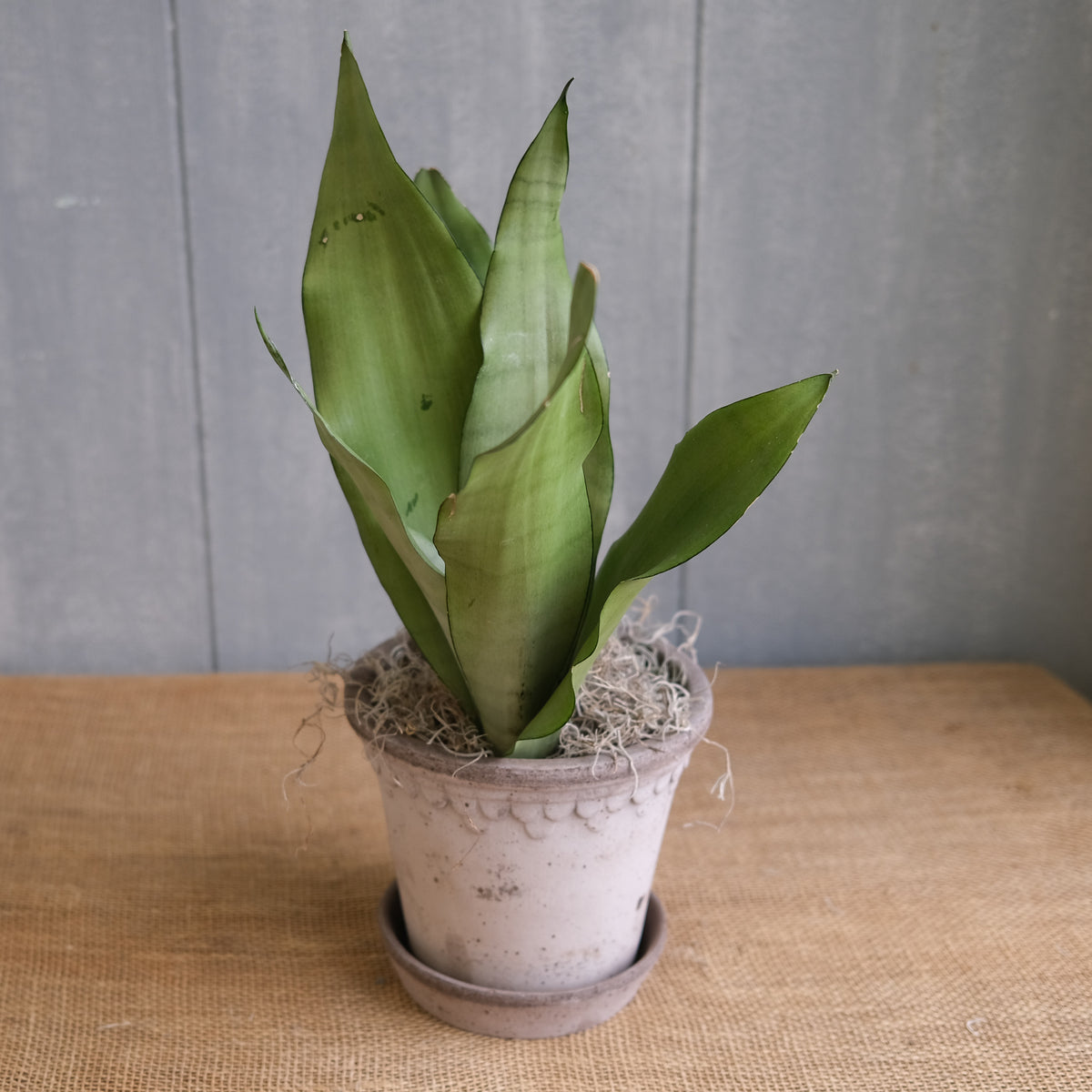 Sansevieria - Moonshine | Lexington, KY