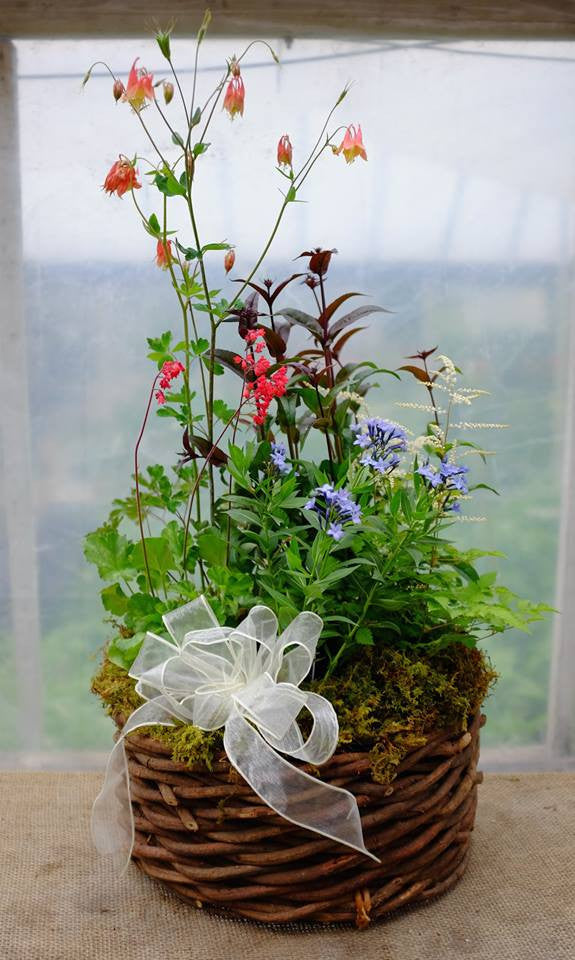 Perennial basket with columbine, penstemon, and phlox