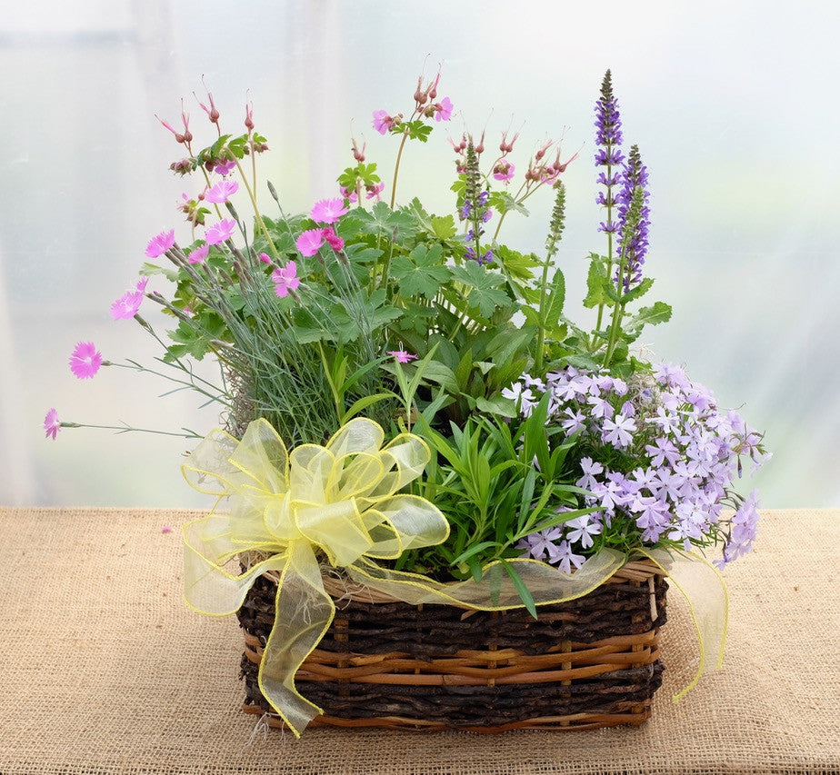Perennial garden basket with creeping phlox, geranium, salvia by Michler's Florist