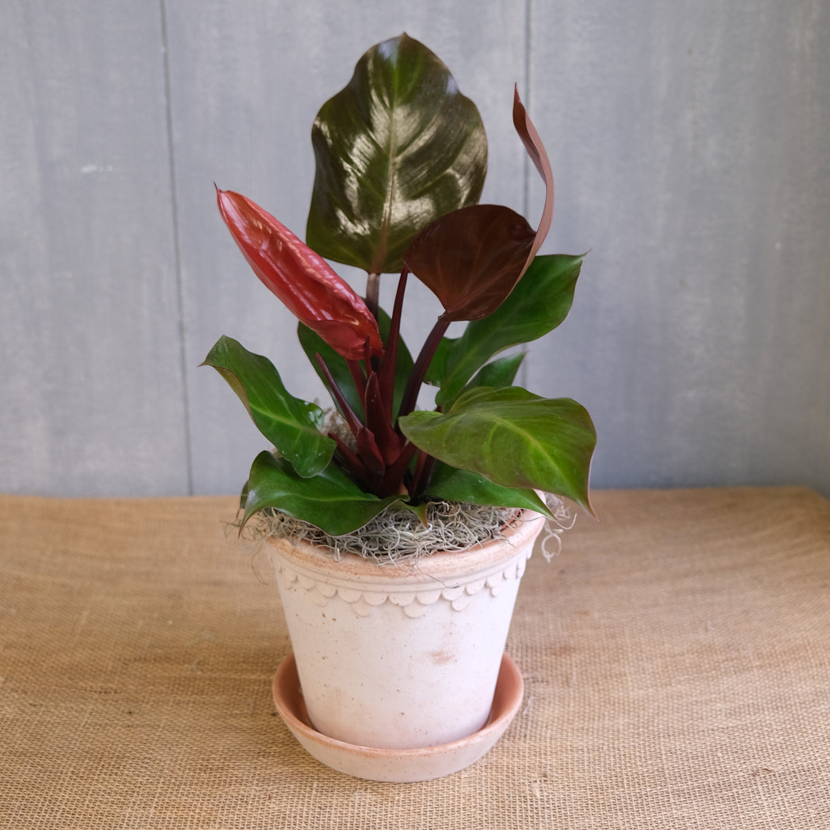 philodendron red rudolph Philodendron 'Red Congo' | Lexington, KY